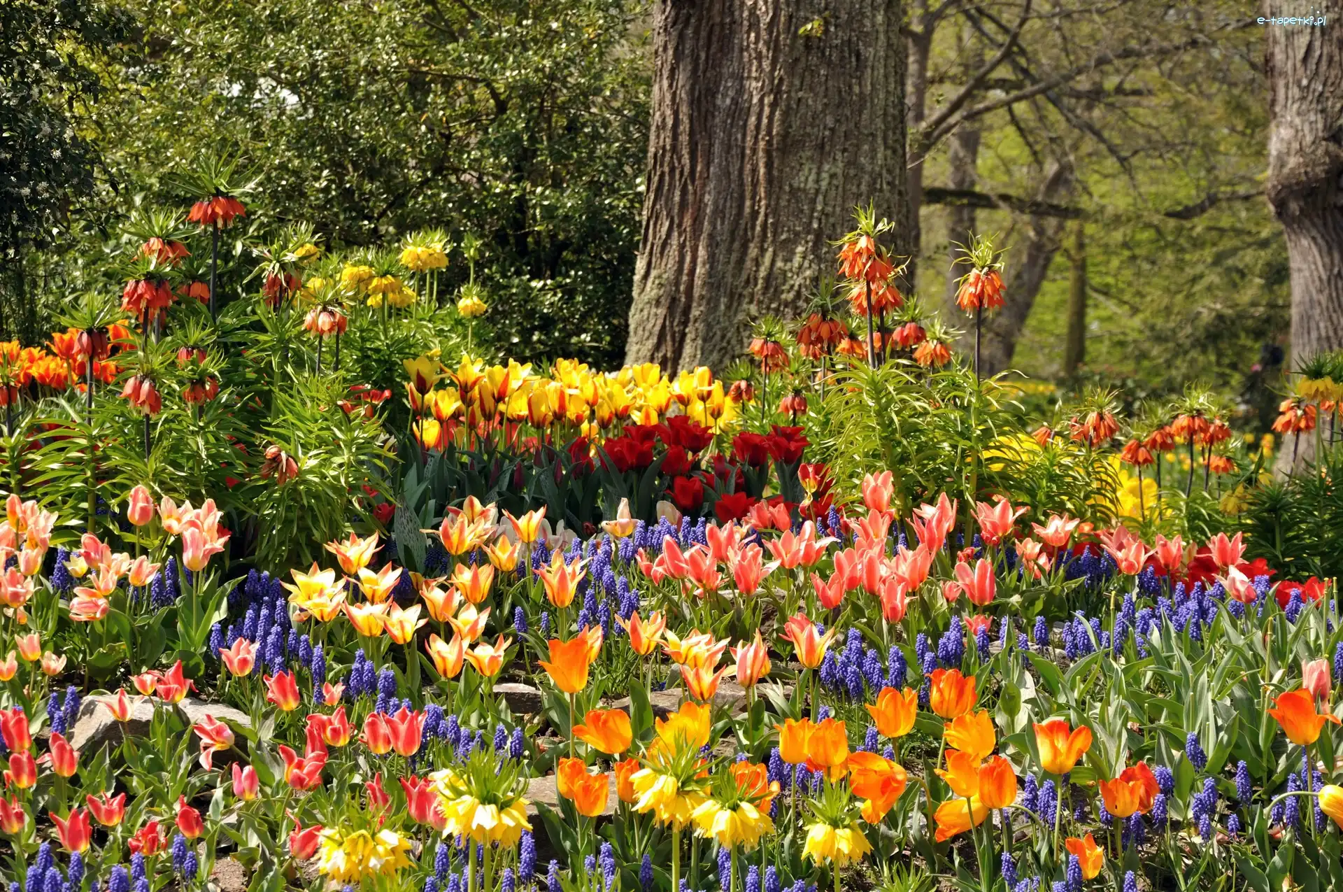 Tulipany, Kwiaty, Park