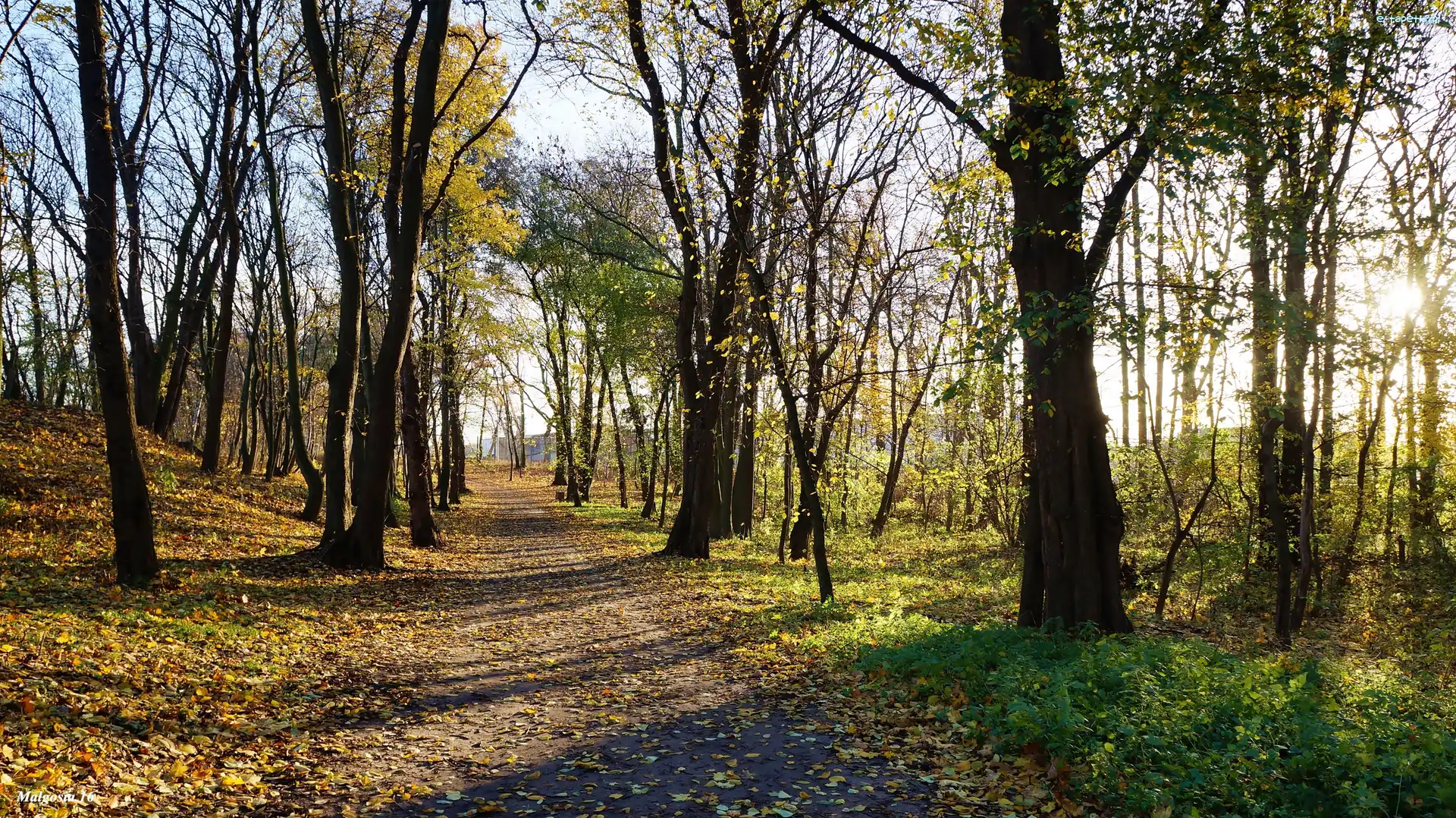 Park, Drzewa, Droga, Przebijające Światło, Jesień