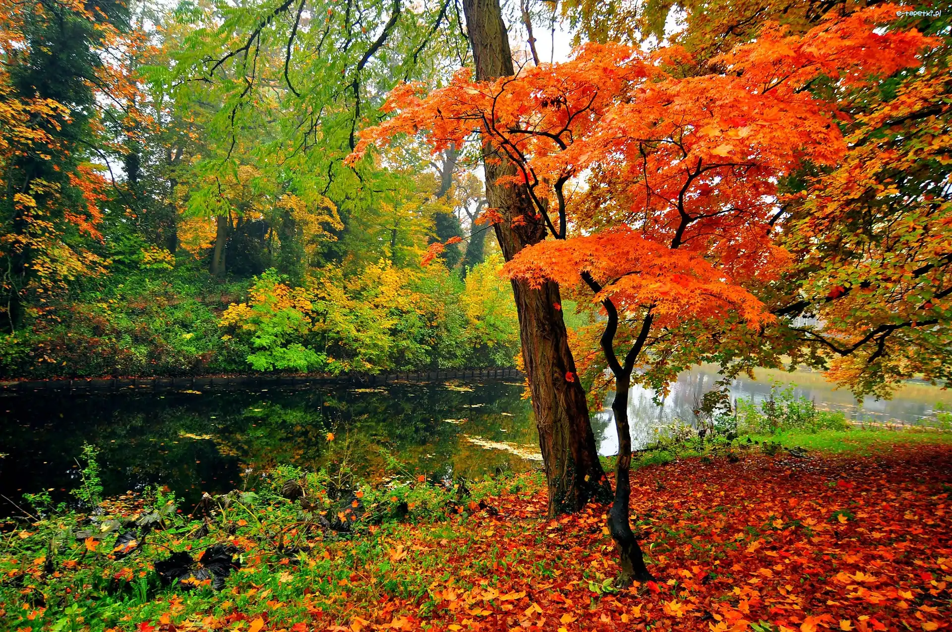 Staw, Park, Drzewa, Jesień