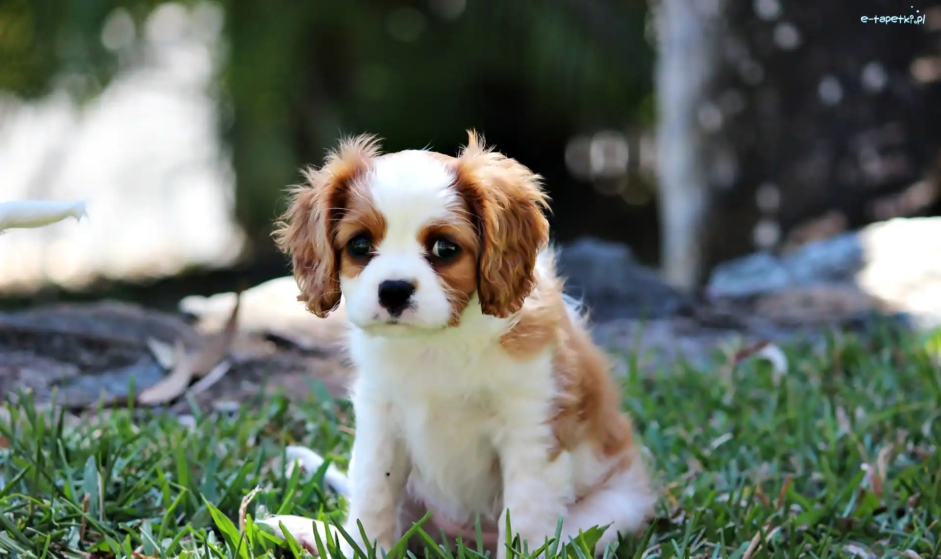 Piesek, Cavalier King Charles spaniel, Szczeniak, Mały
