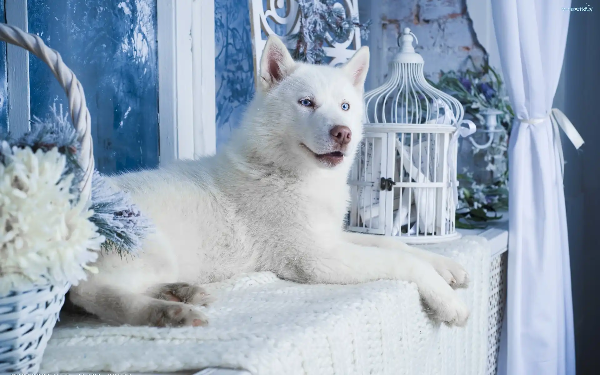 Siberian, Pies, Husky, Biały
