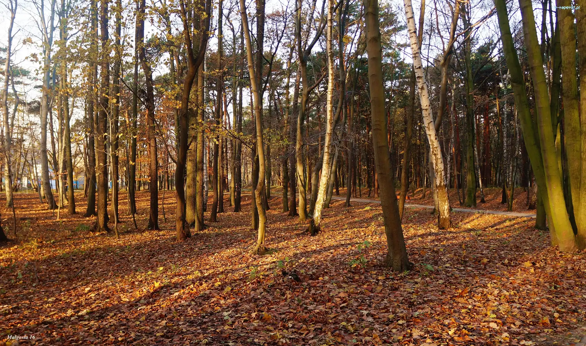 Jesień, Drzewa, Park