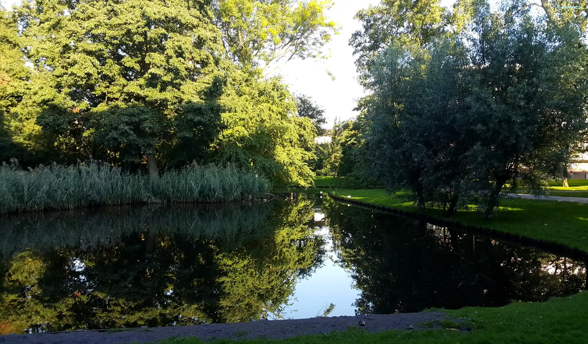 Drzewa, Staw, Park
