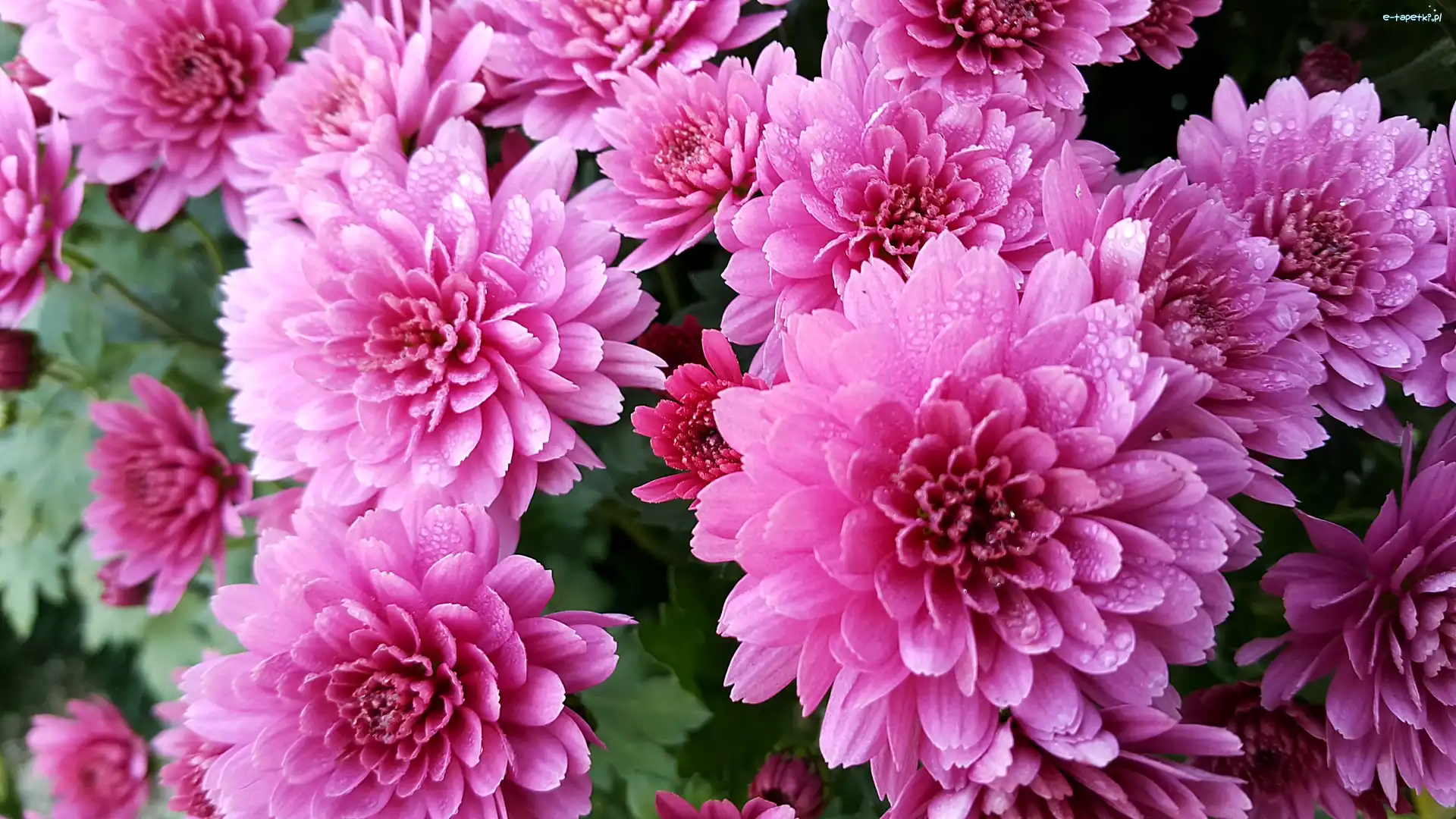 Chryzantemy, Rosy, Krople, Purpurowe