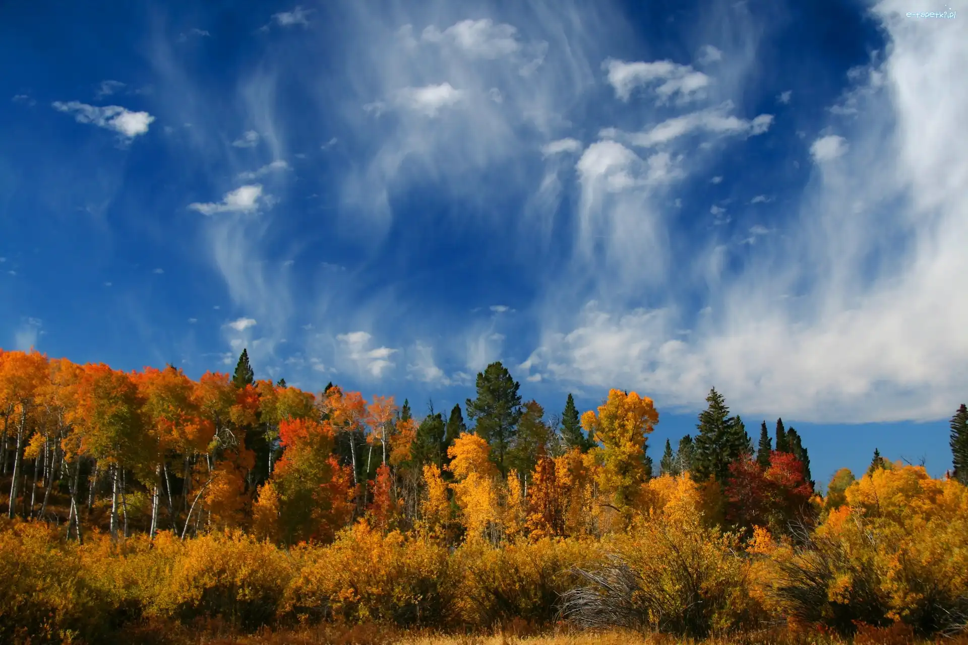 Stany, Narodowy, Niebo, Las, Wyoming, Zjednoczone, Jesień, Park