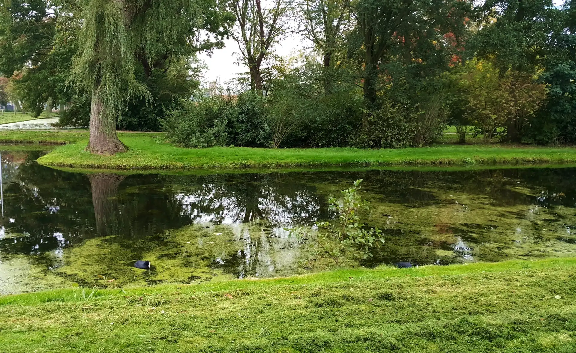 Staw, Park