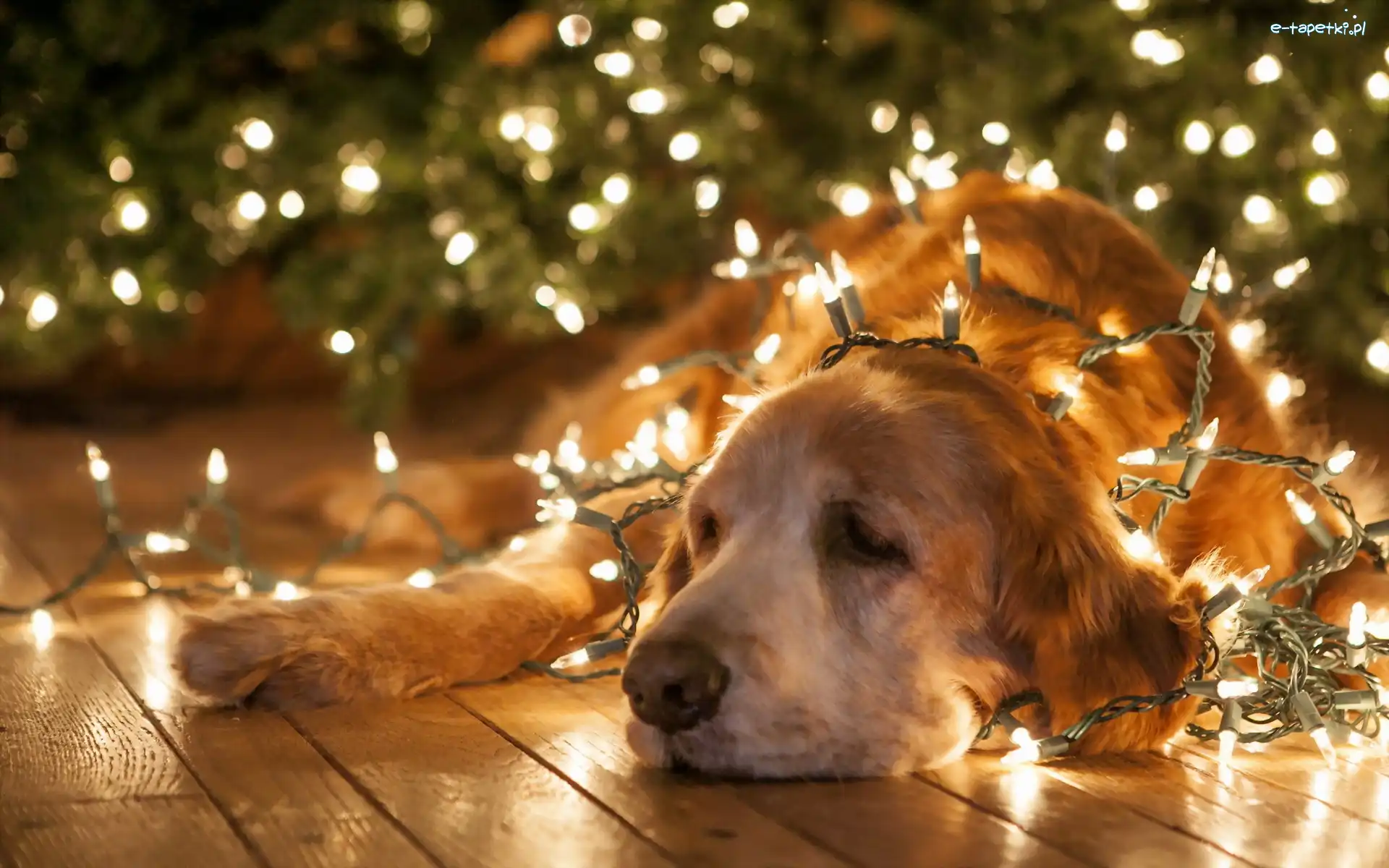 Retriever, Choinkowe, Lampki, Golden