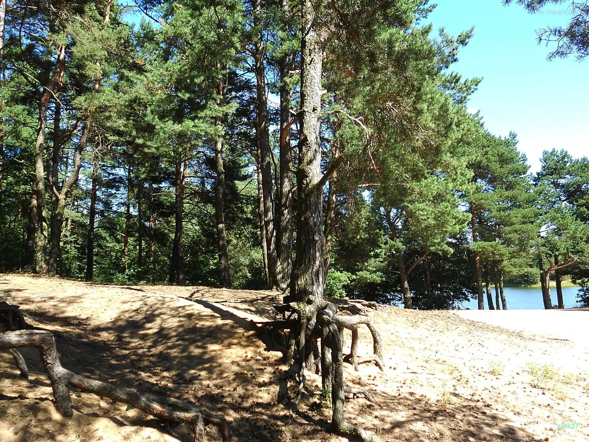 Las, Korzenie, Drzewa, Jezioro