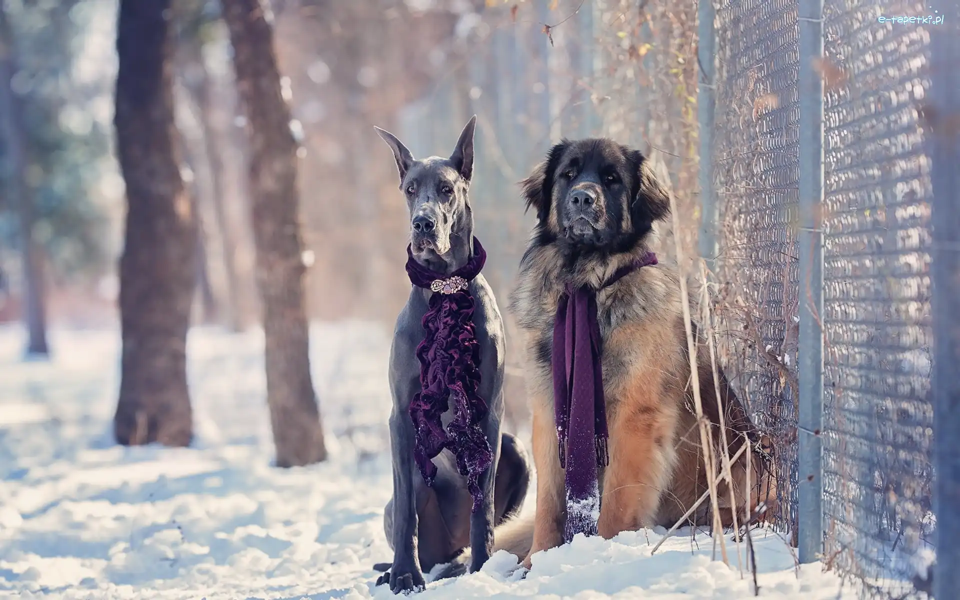 Psy, Szaliki, Dog, Zima