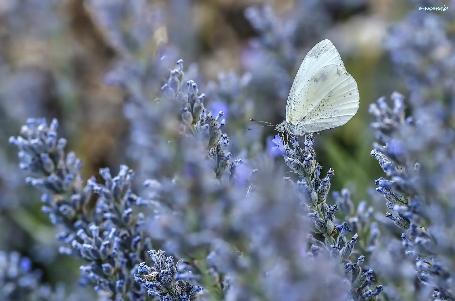 Lawenda, Motylek, Motyl
