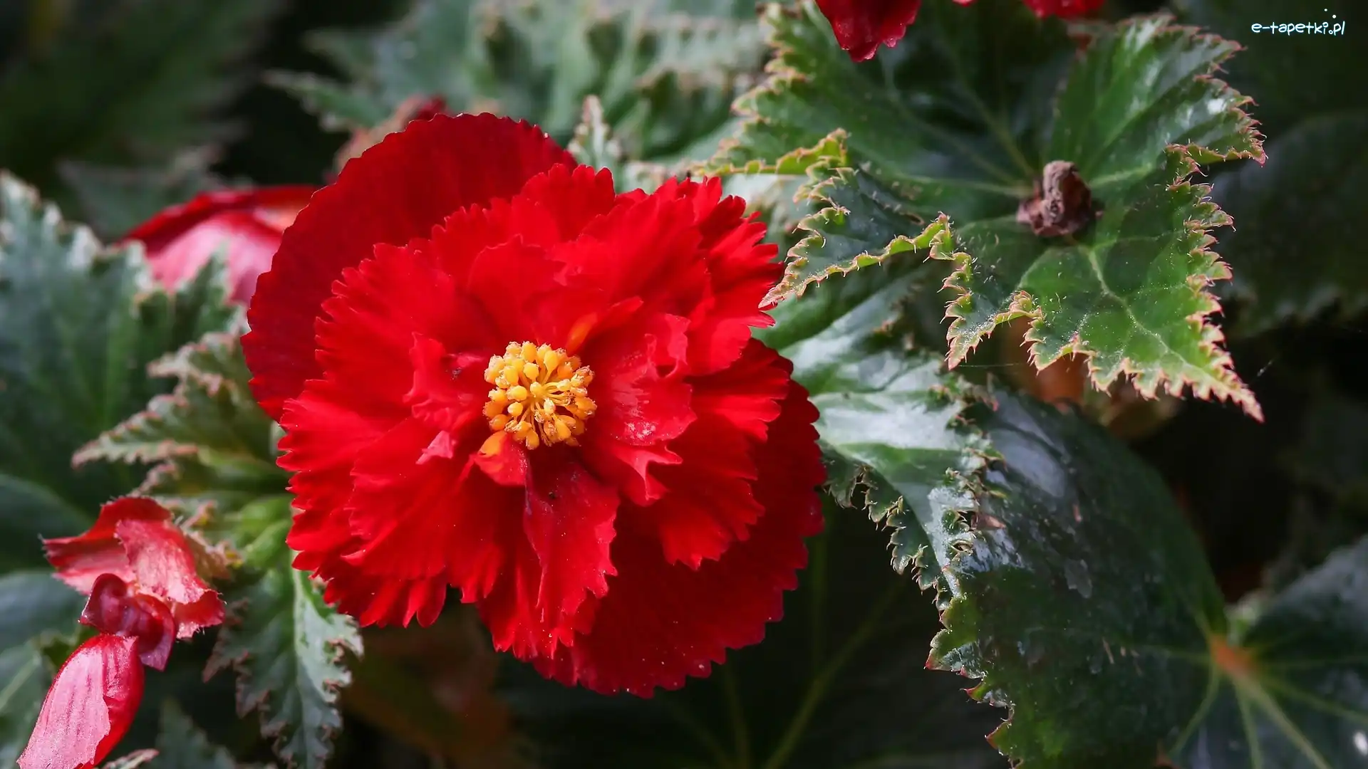 Begonia, Czerwona, Kwiat