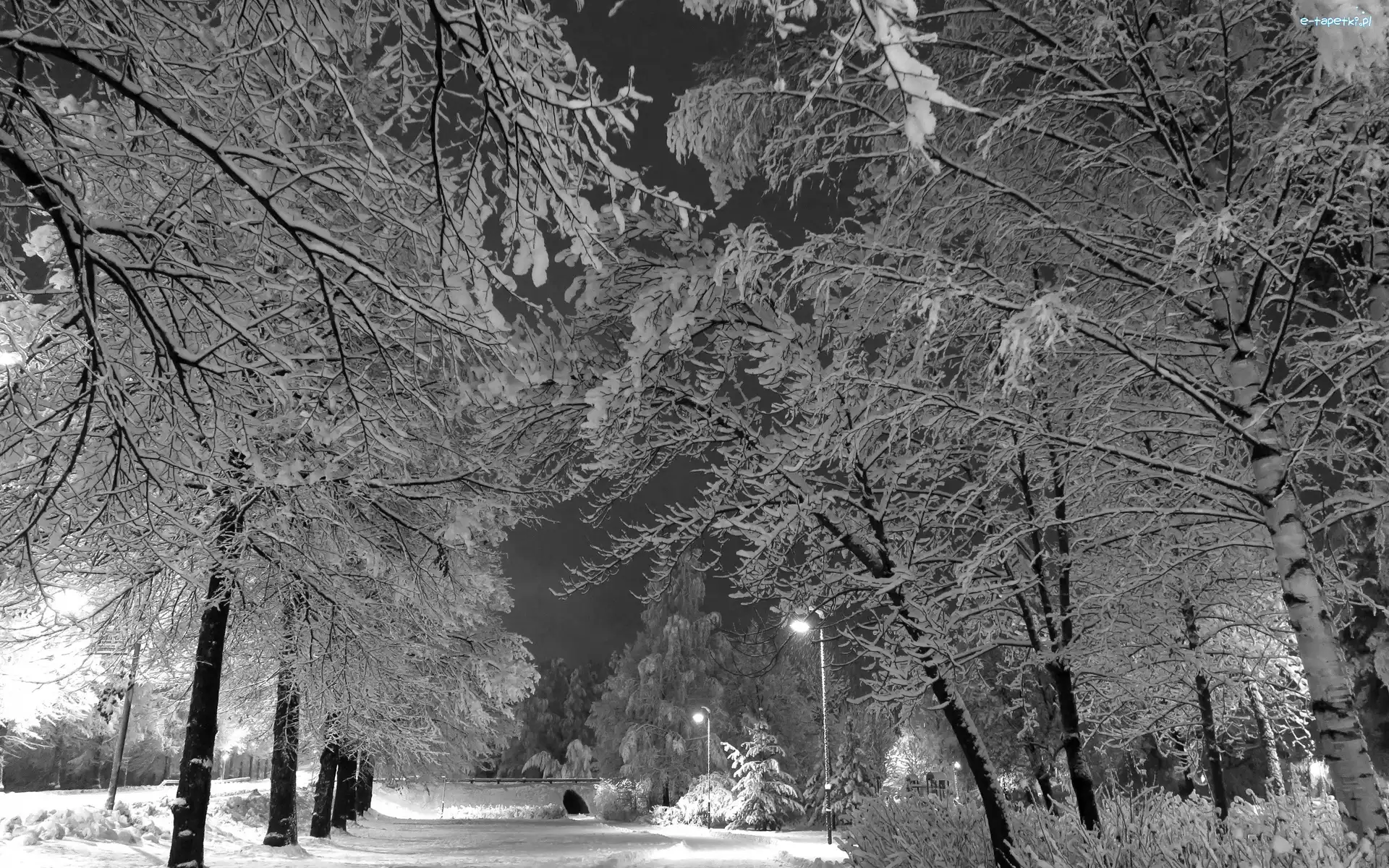 Drzewa, Park, Zima