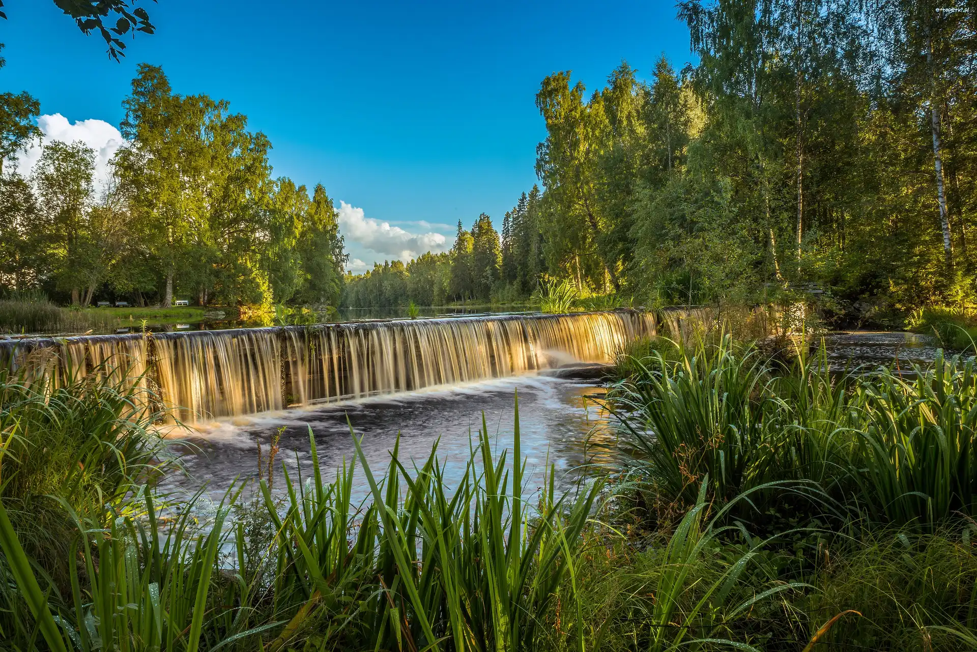 Rzeka, Drzewa, Kaskada, Lato, Zarośla