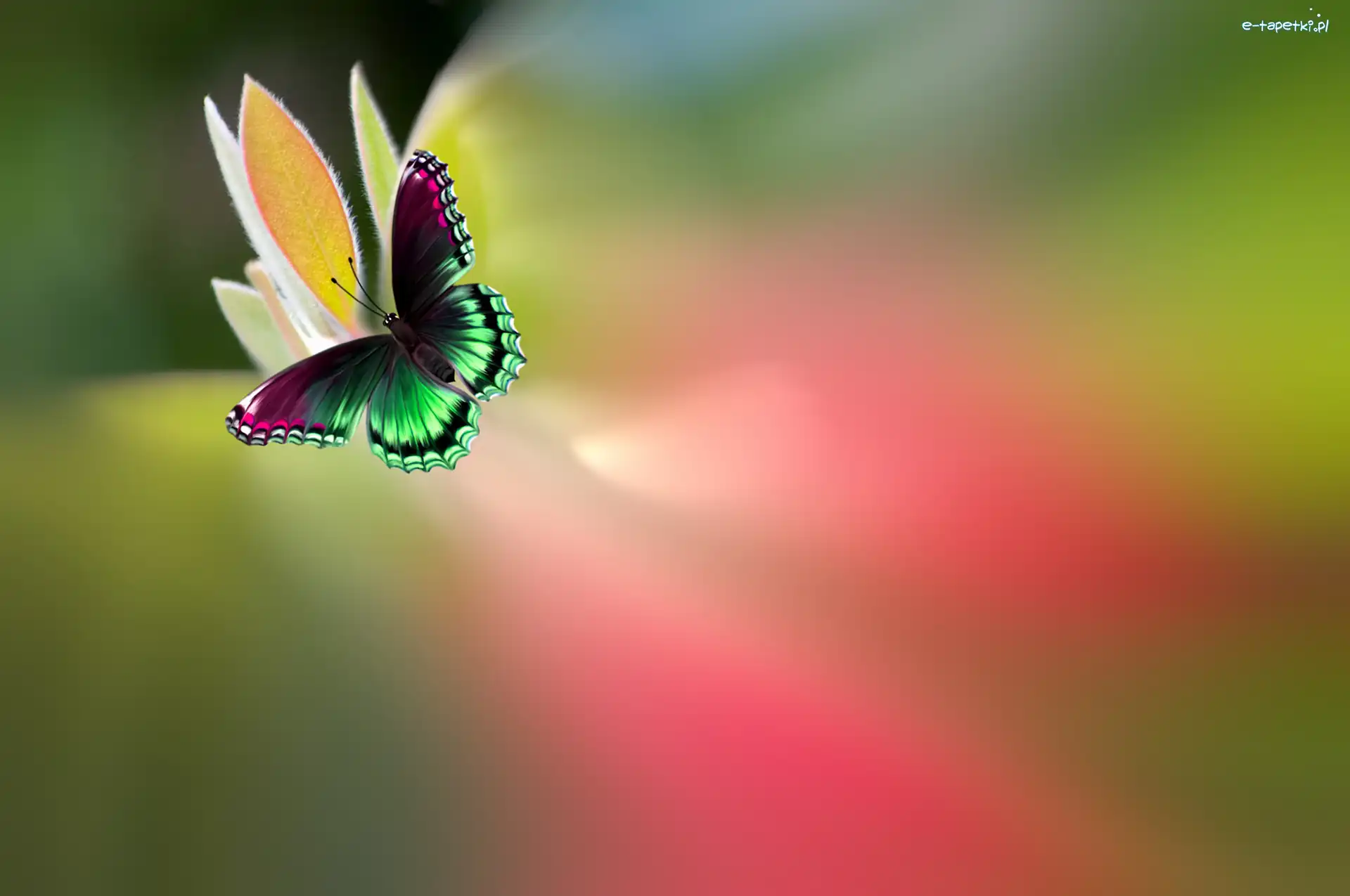 Rozmycie, Kwiat, Motyl