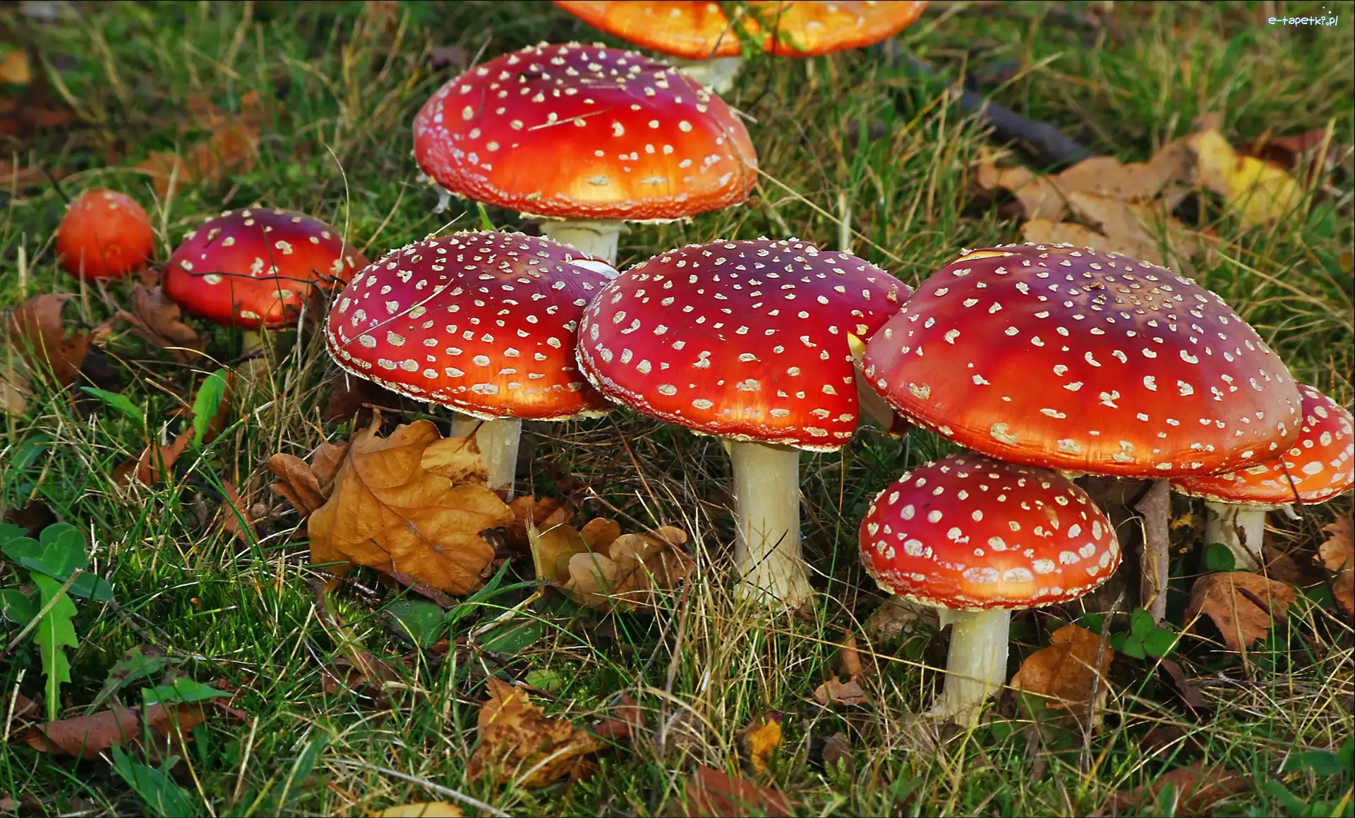 Leśna, Ściółka, Muchomorki