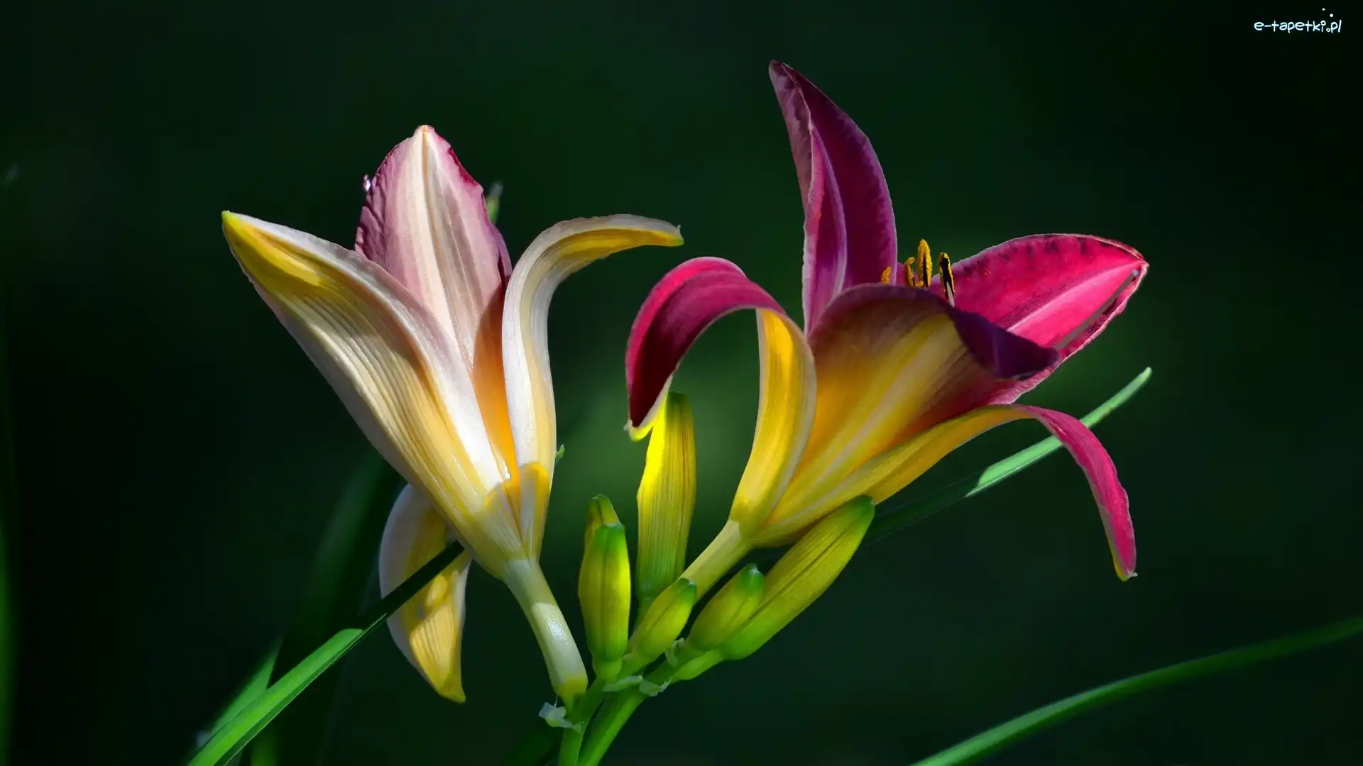 Liliowce, Kwiaty