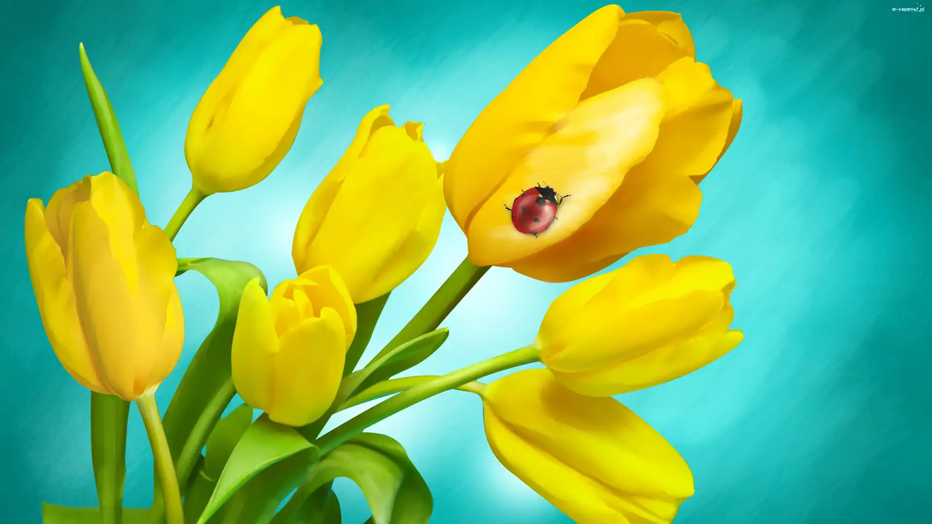 Biedronka, Tulipany, Żółte