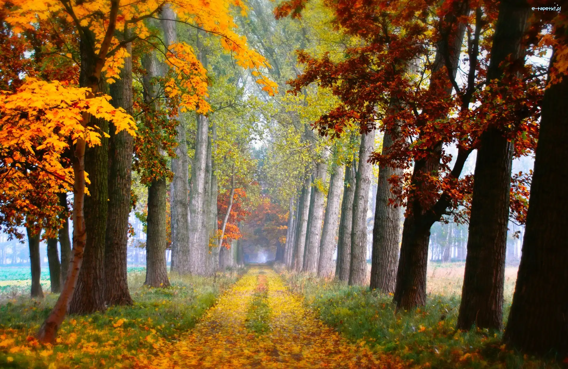 Liście, Drzewa , Jesień