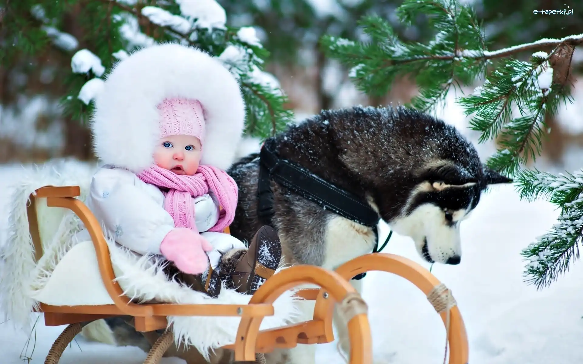 Las, Zima, Śnieg, Siberian Husky, Sanki, Dziecko
