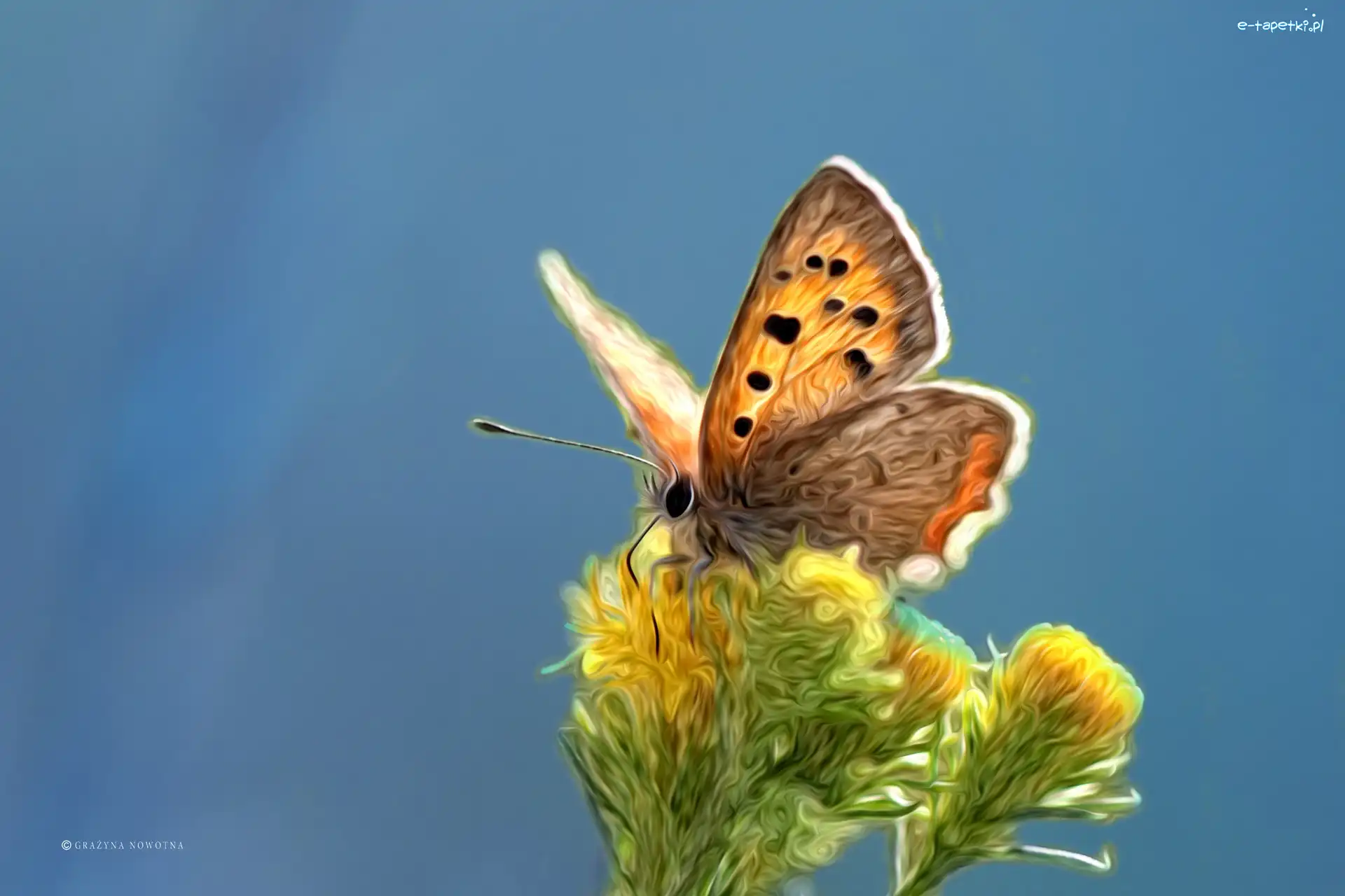 Grafika, Kwiaty, Motyl
