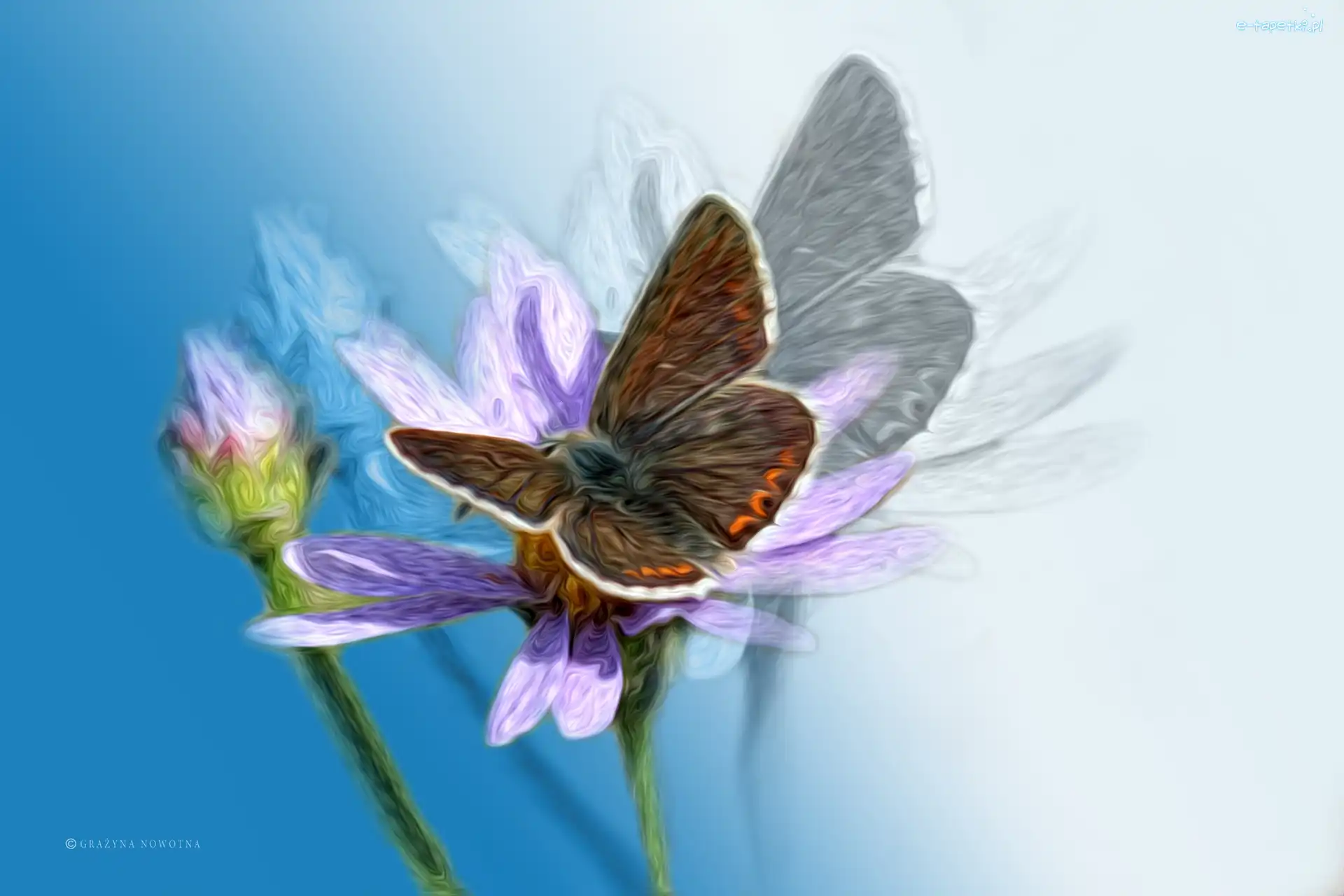 Owad, Grafika, Kwiat, Motyl