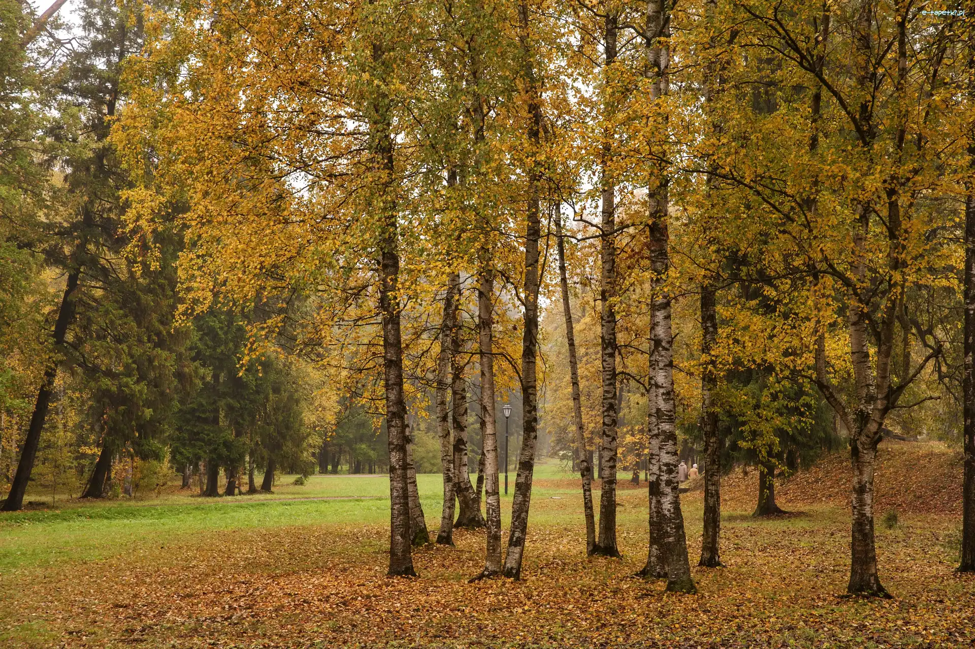 Brzozy, Liście, Park, Jesień, Aleje