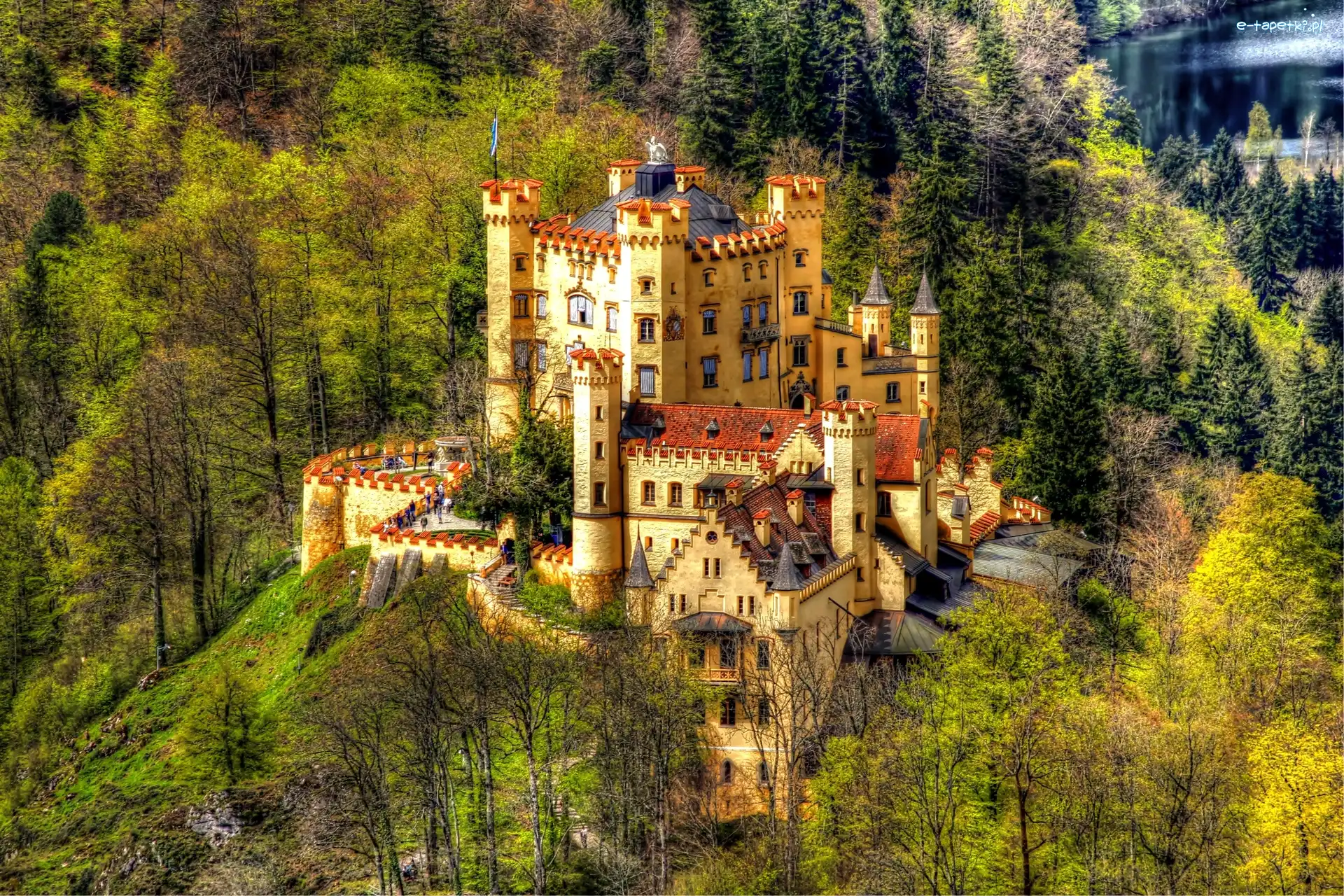 Las, Zamek Hohenschwangau, Niemcy