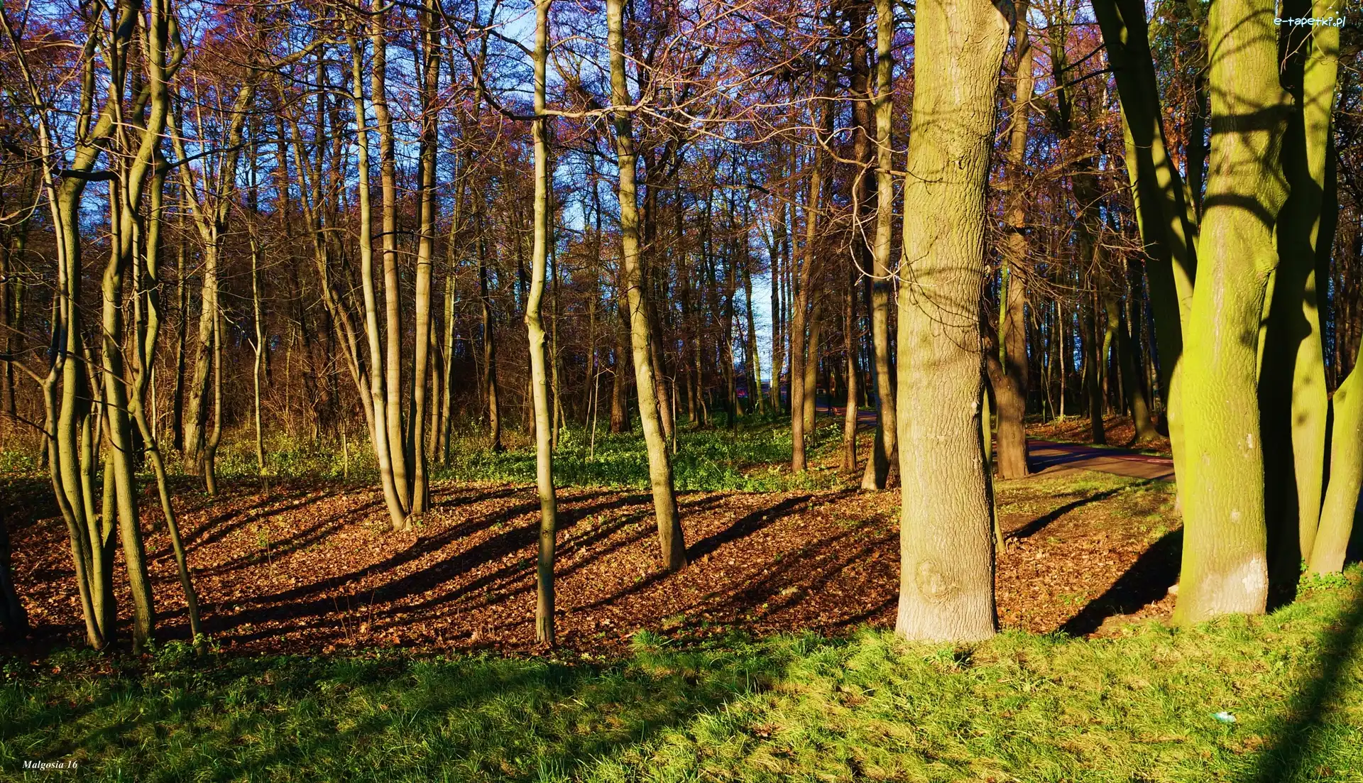 Drzewa, Jesień, Park