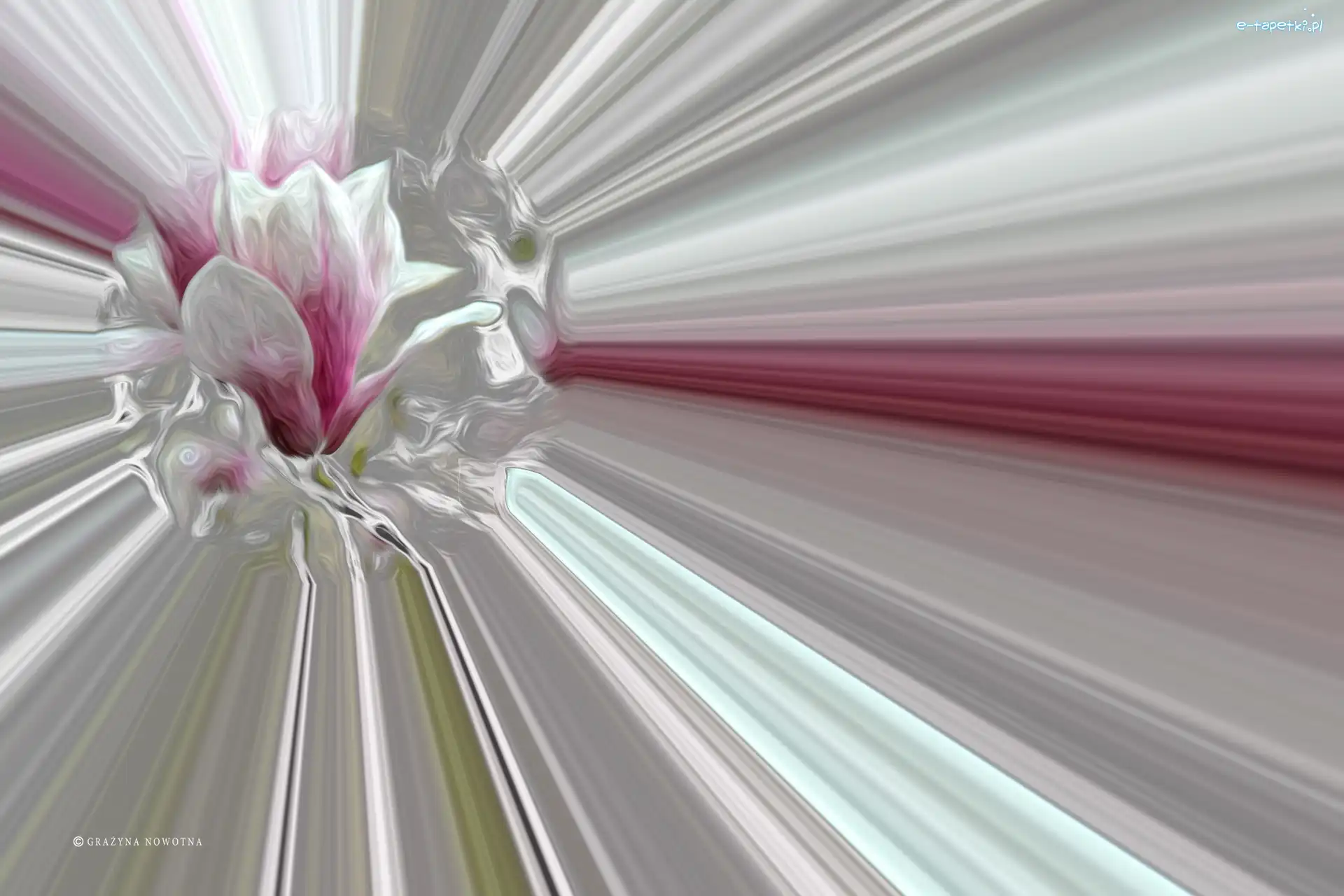 Grafika, Magnolia