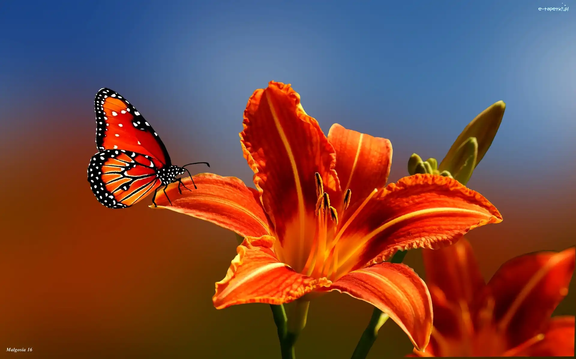 Liliowiec, Pomarańczowa, Motyl
