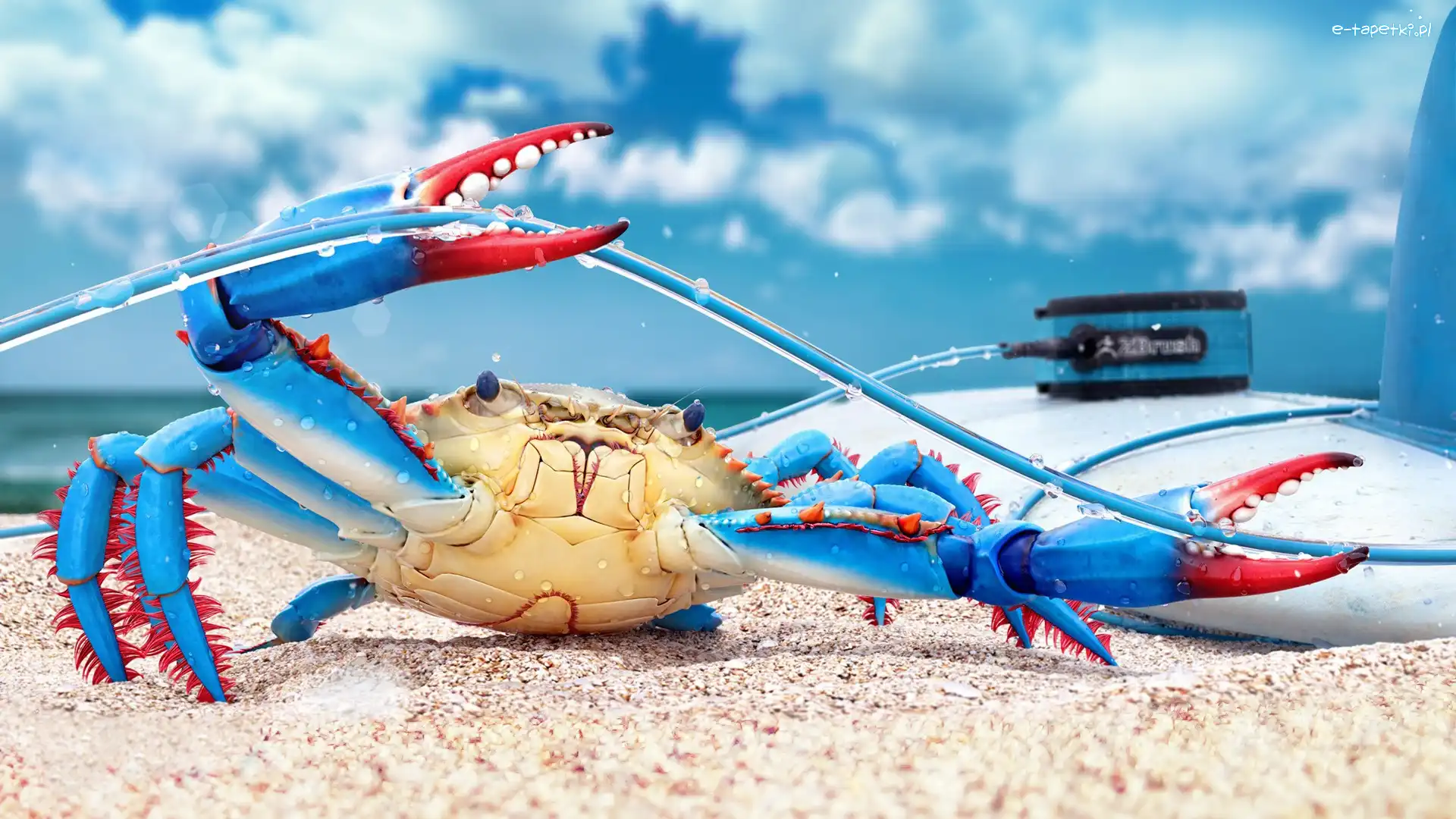 Plaża, Śmieszne, Kabel, Krab