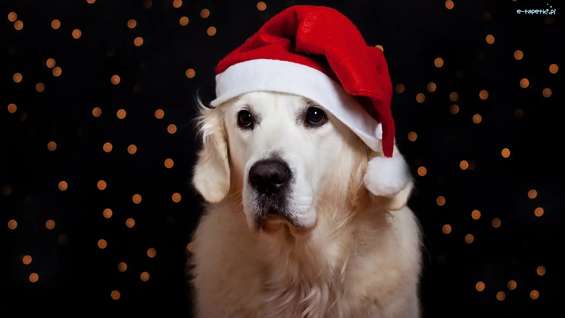 Czapeczka, Golden Retriever, Świąteczny