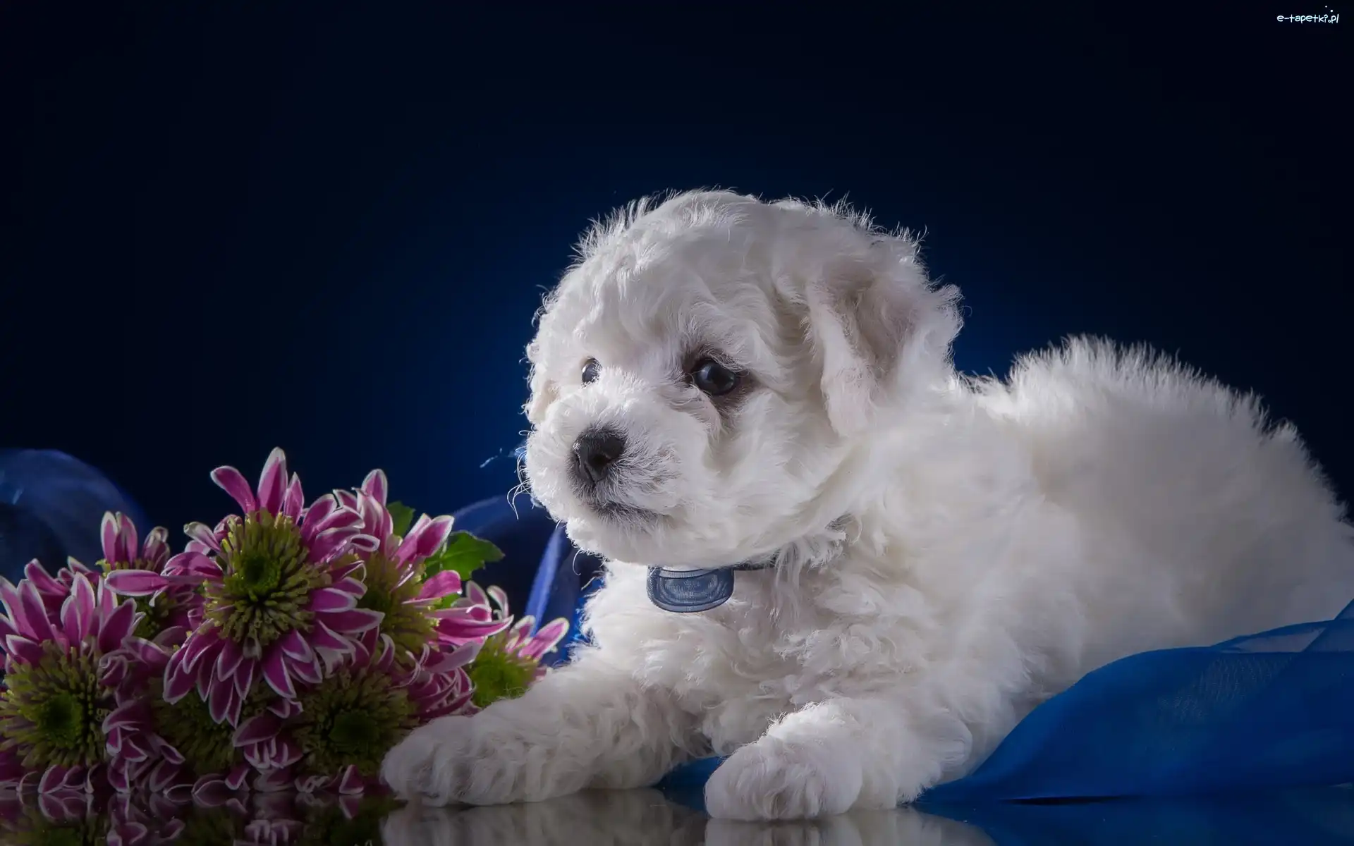 Szczeniak, Kwiaty, Bichon frise, Piesek