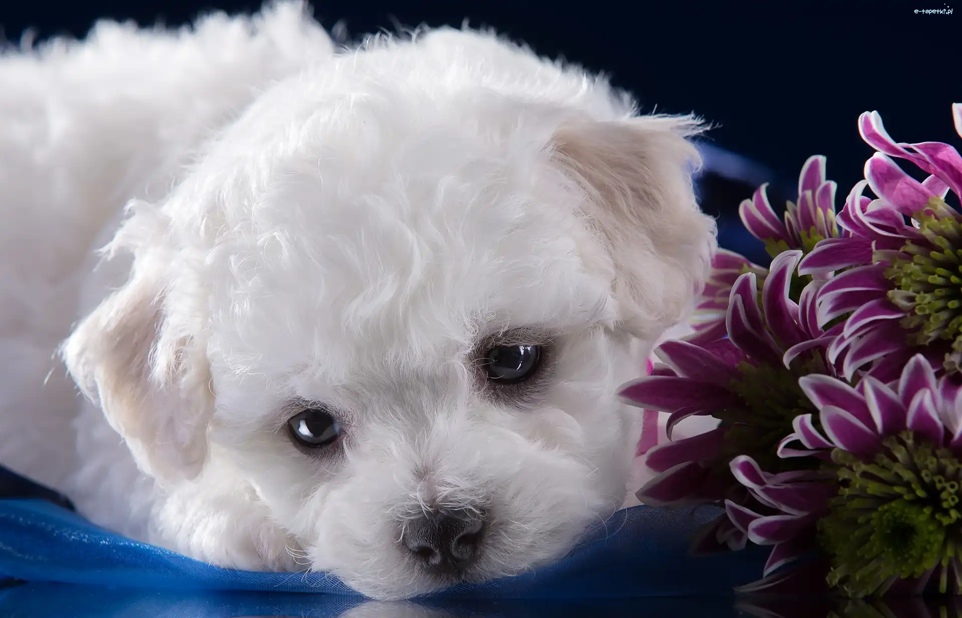 Bichon frise, Szczeniak, Piesek