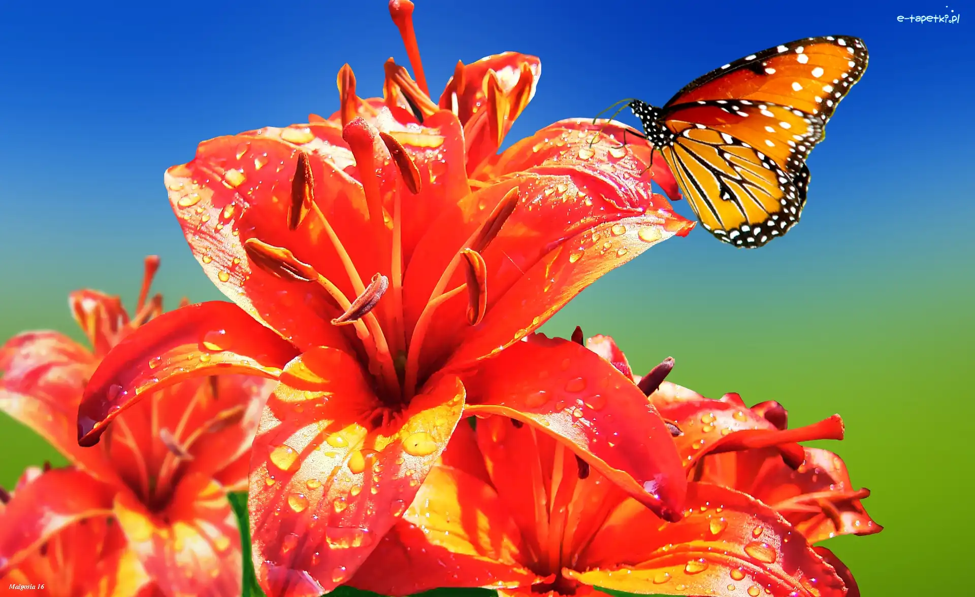 Motyl, Lilie, Pomarańczowe