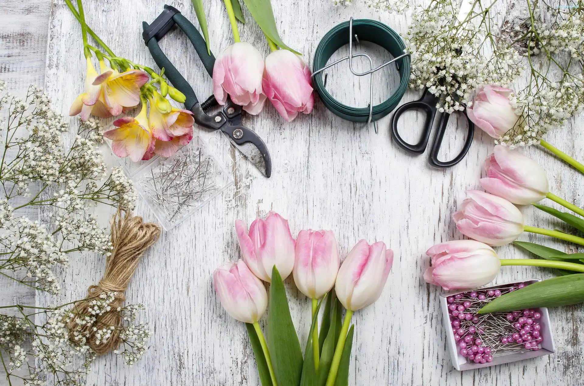 Kwiaty, Tulipany