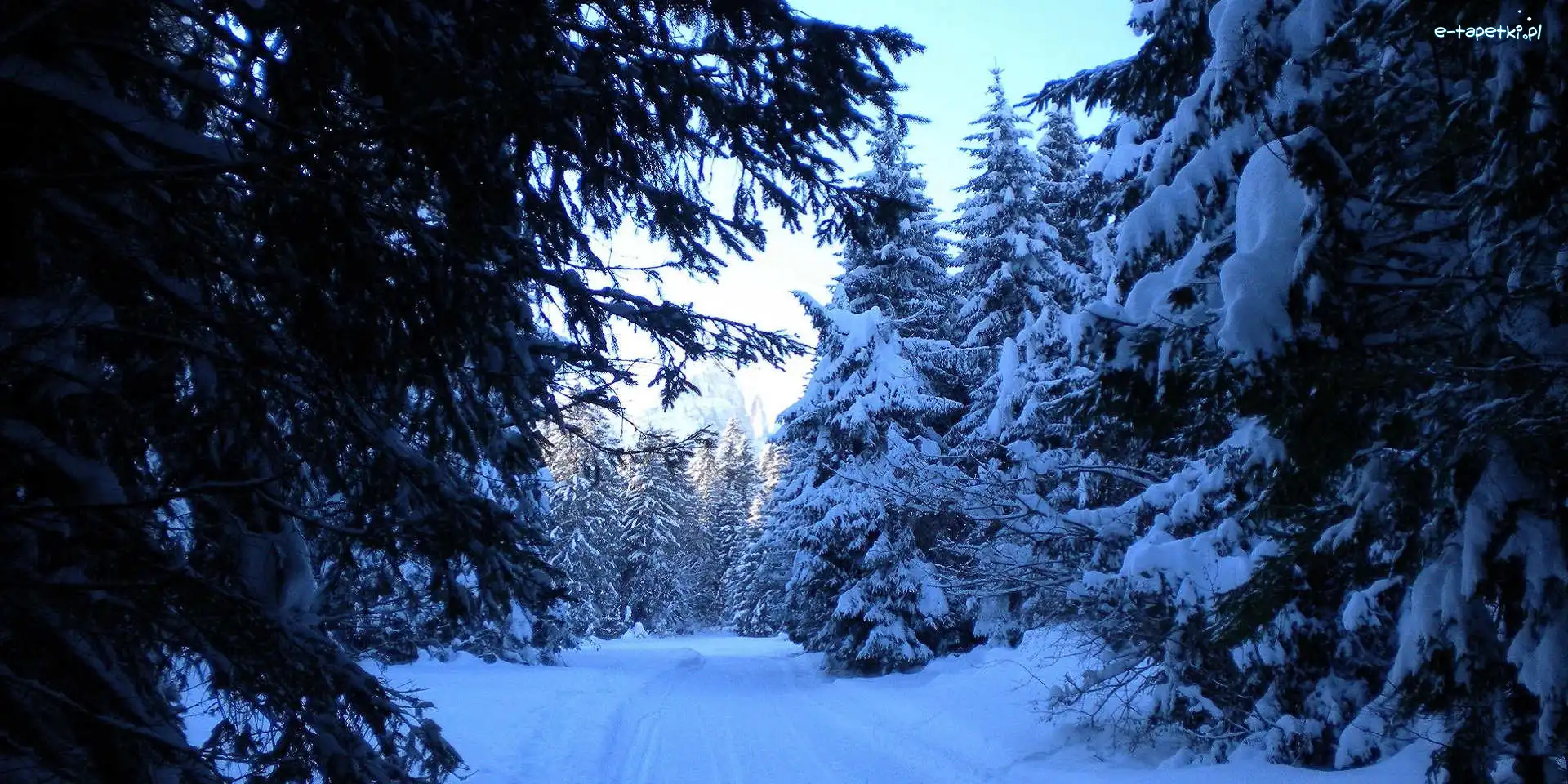 Las, Śnieg, Zima