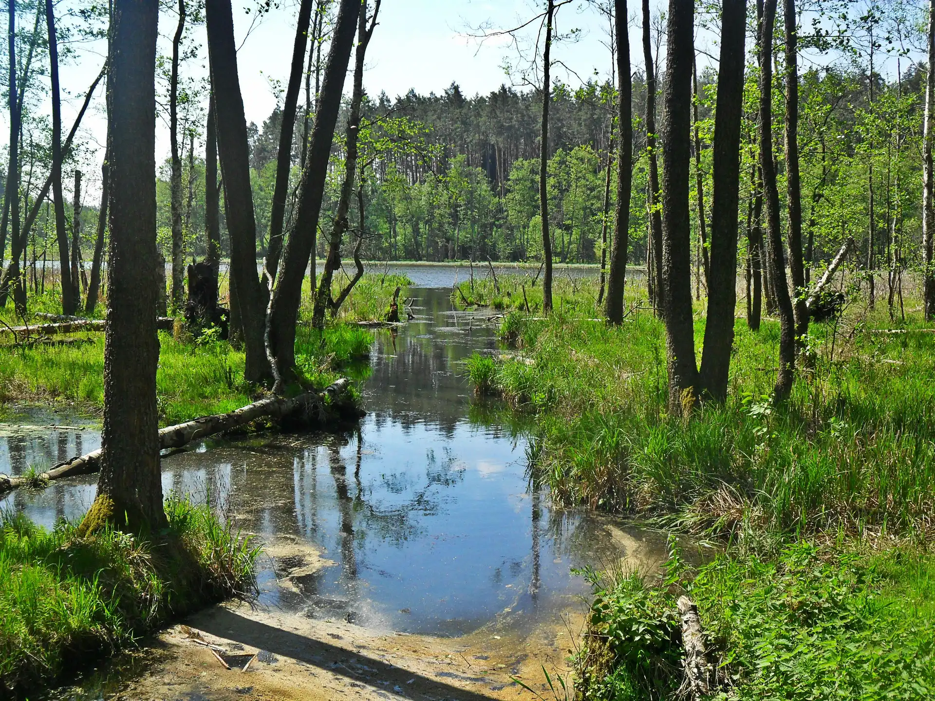 Lato, Rzeka, Las