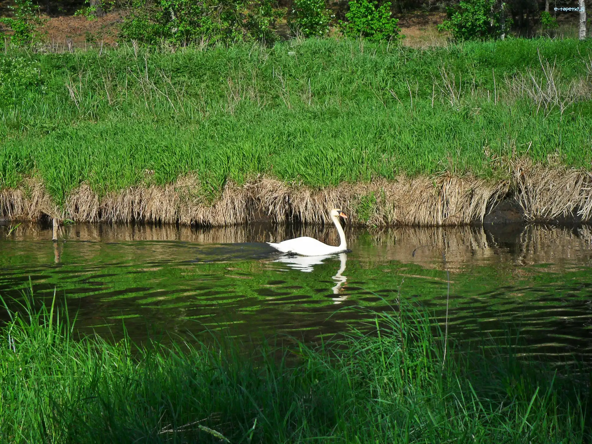 Rzeka, Łabędź