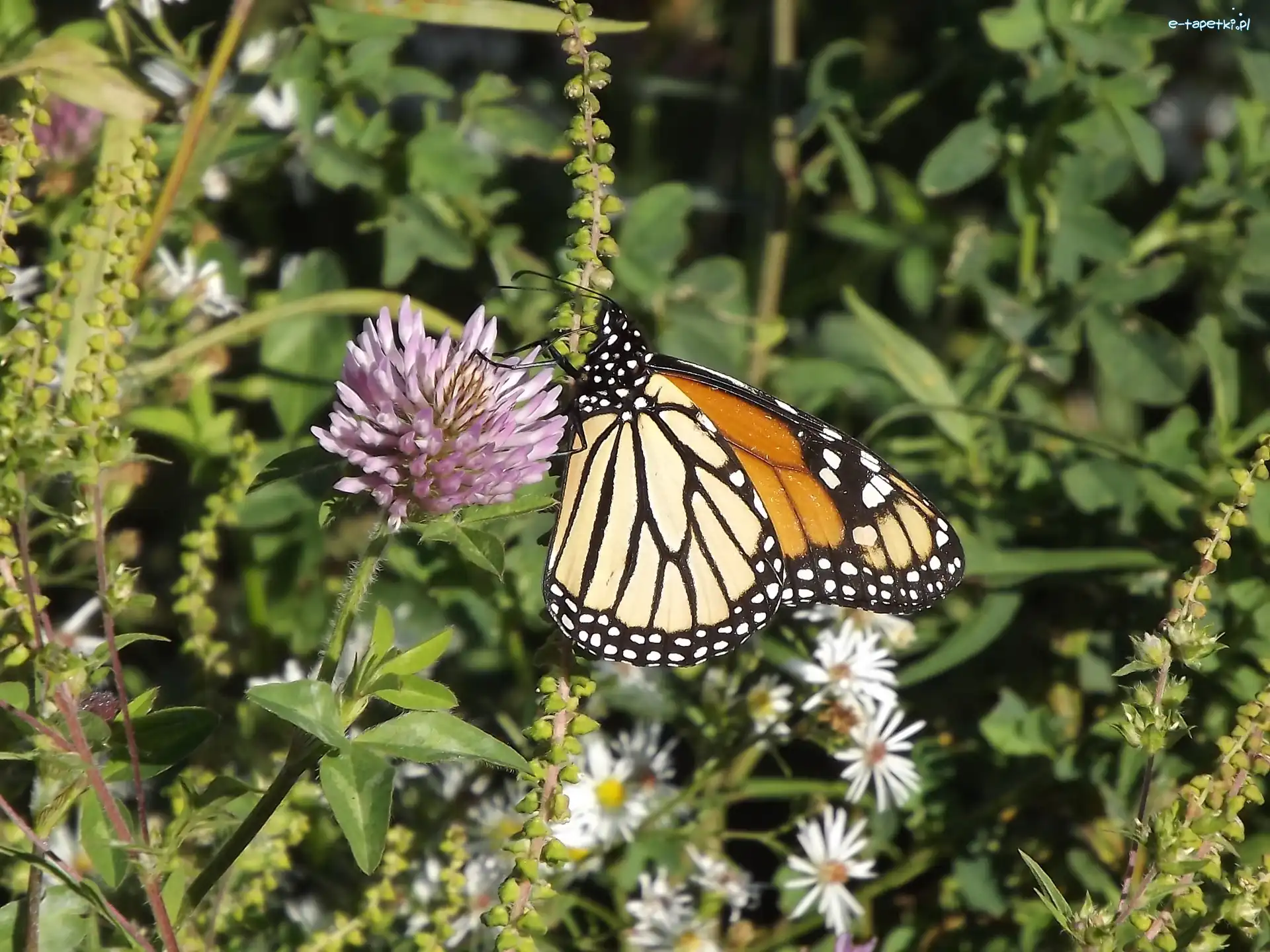 Monarch, Motyl, Kwiat