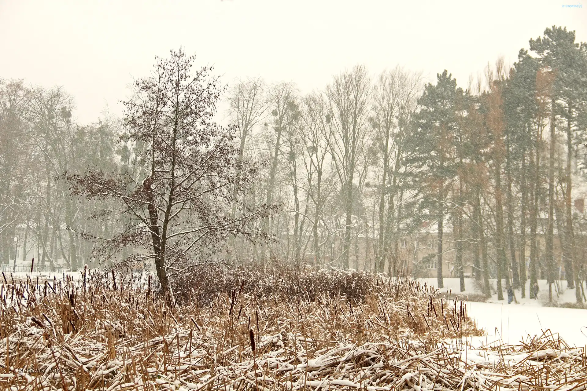 Zima, Trawy, Drzewa, Poznań, Park Sołacki