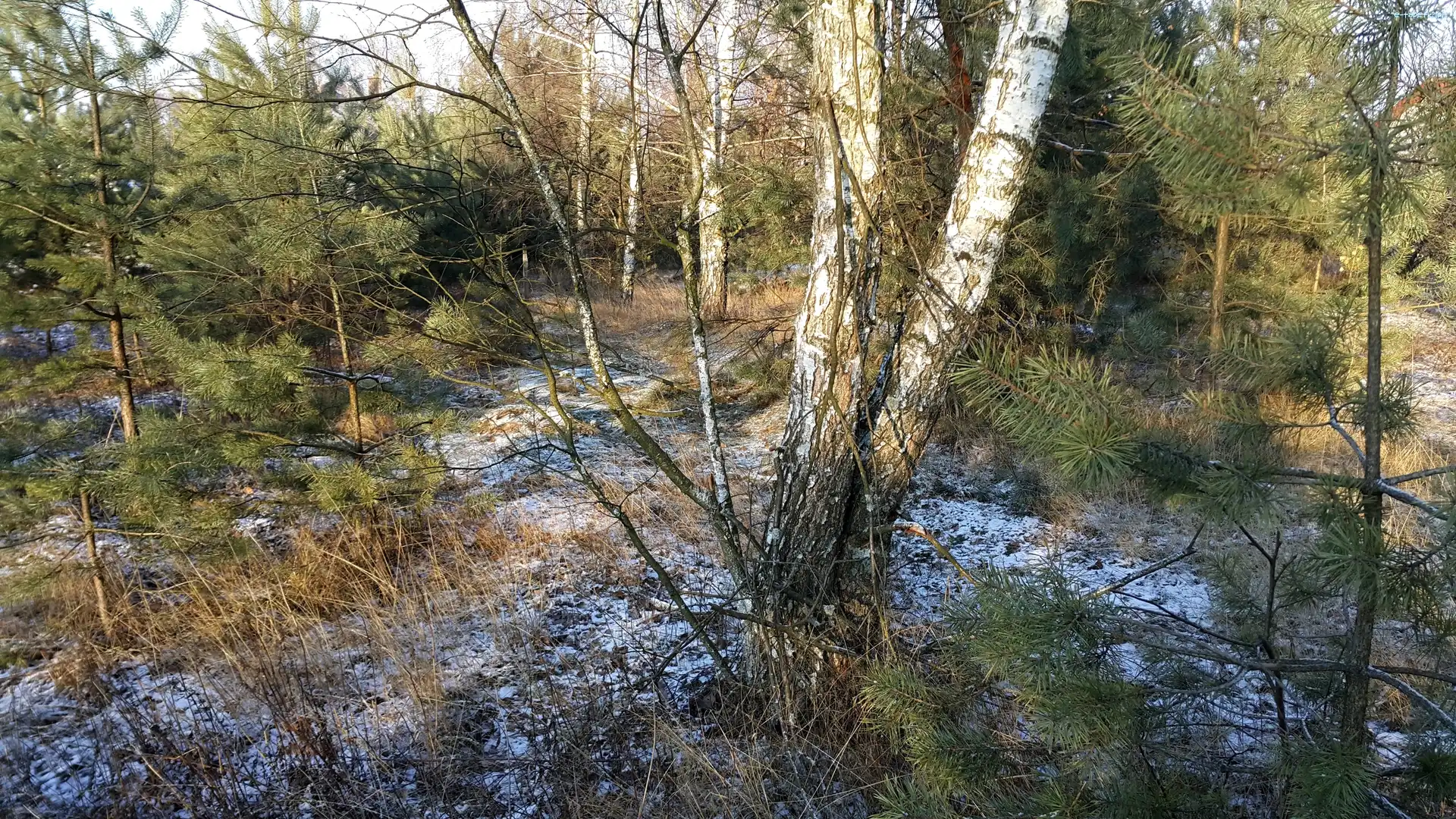 Las, Sosna, Brzoza, Zima