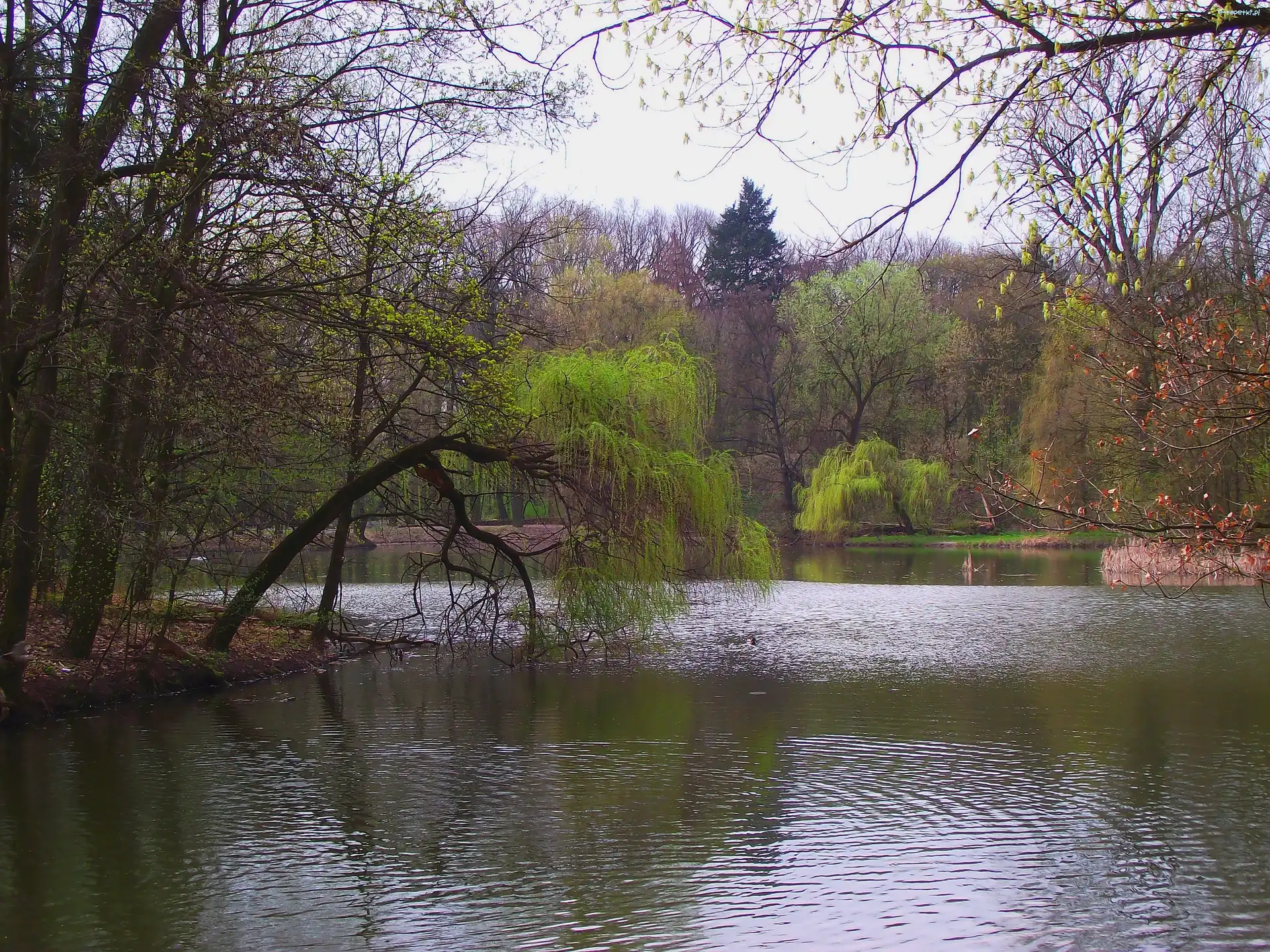 Wiosna, Staw