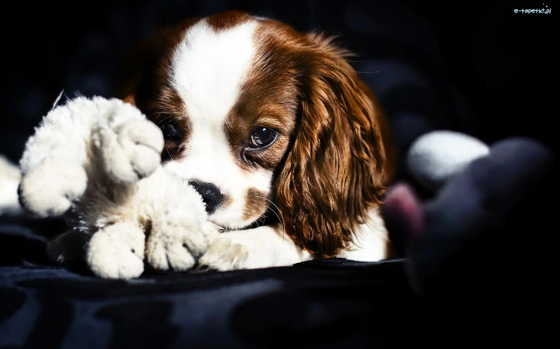 King Charles Spaniel, Szczeniak, Piesek
