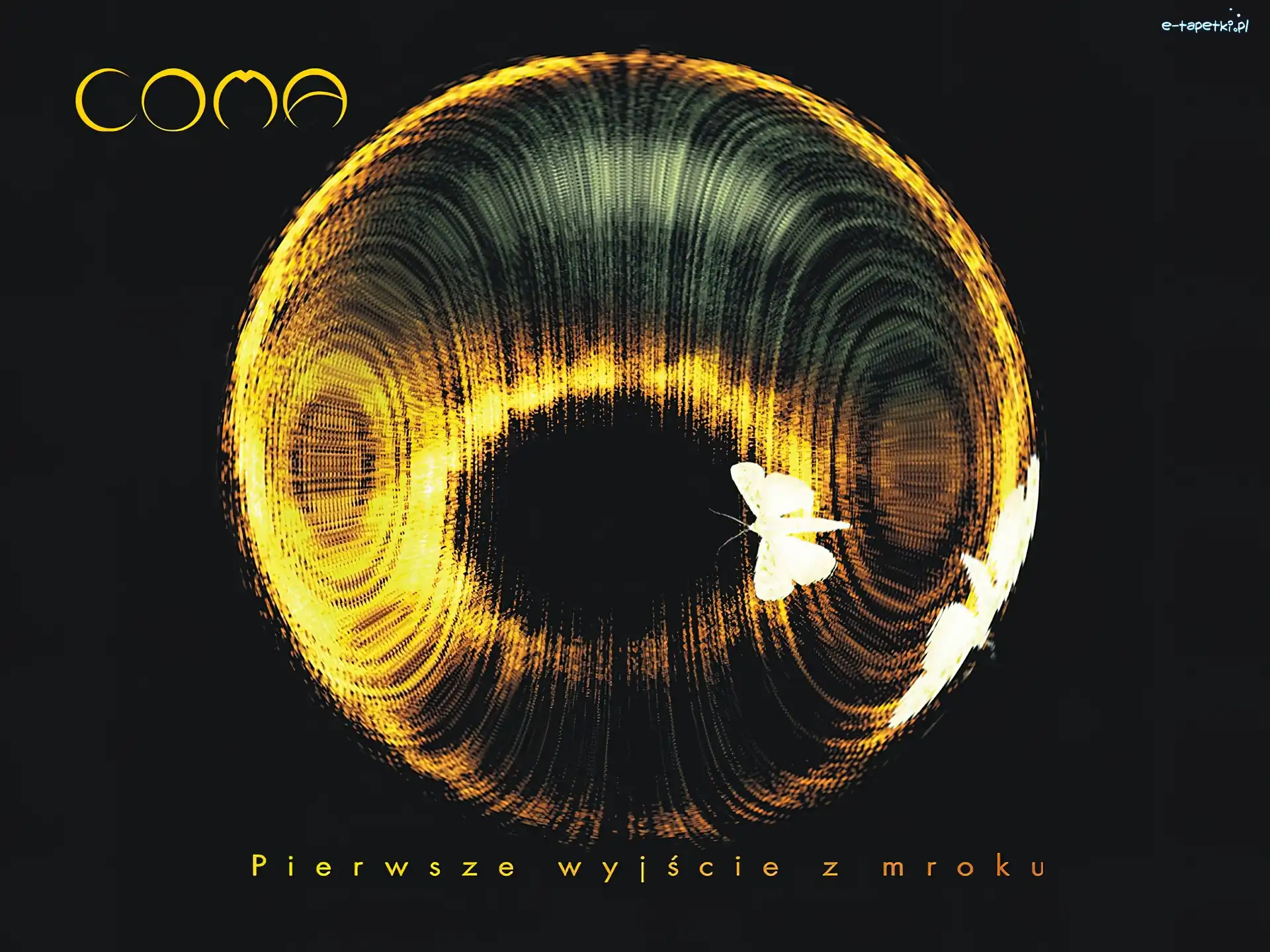 motyl, Coma
