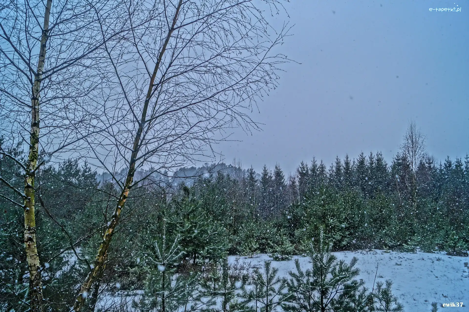 Śnieg, Las, Zima