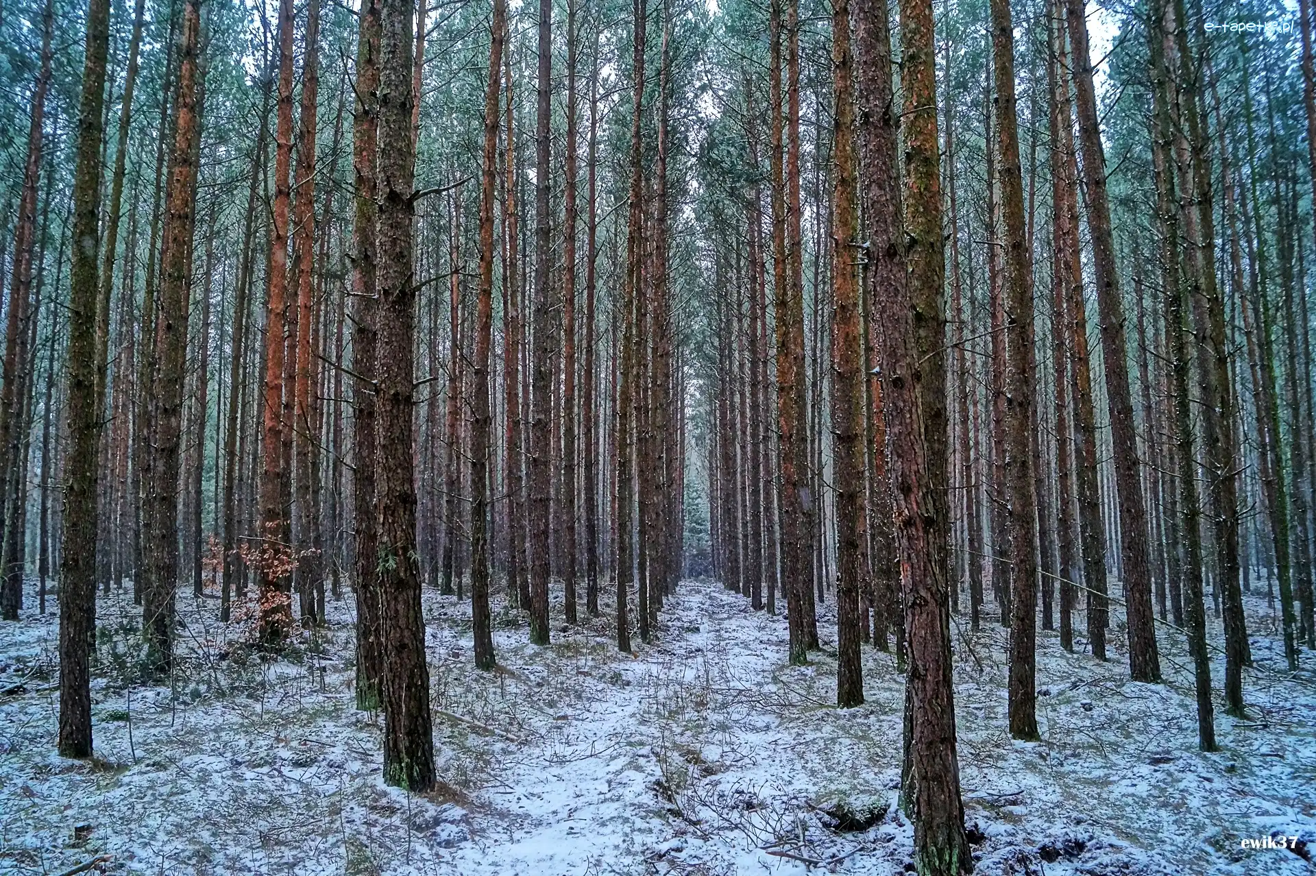 Las, HDR, Ścieżka, Zima