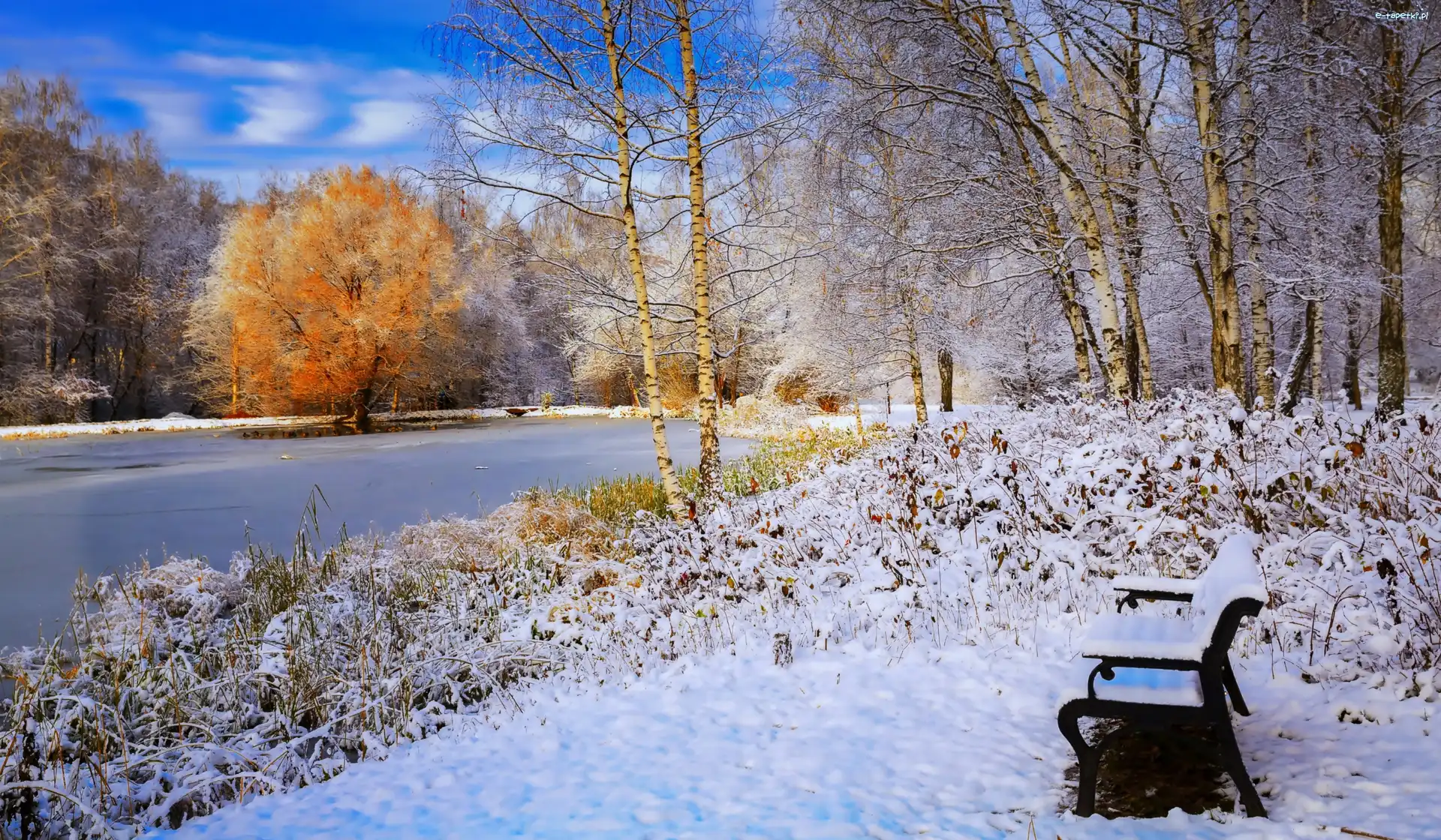 Park, Ławeczka, Brzozy, Zima, Kaczki, Staw