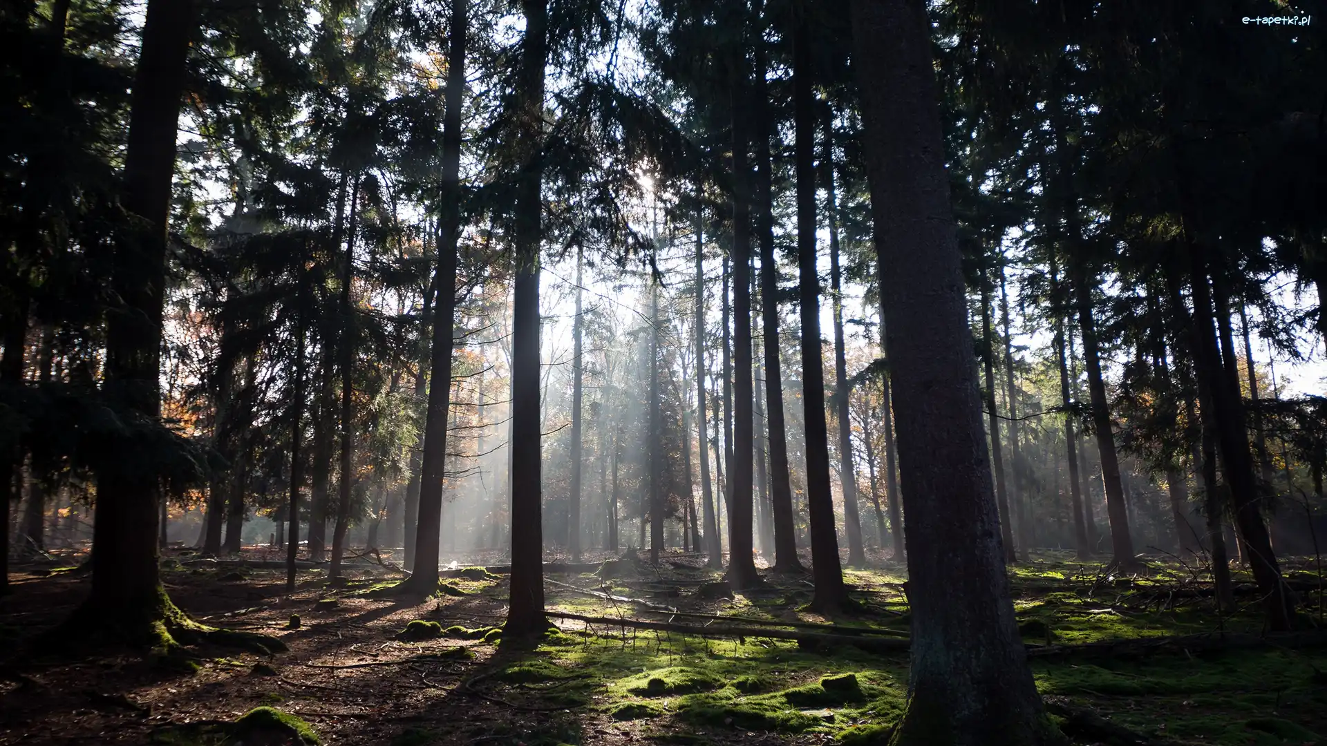 Drzewa, Światło, Przebijające, Las