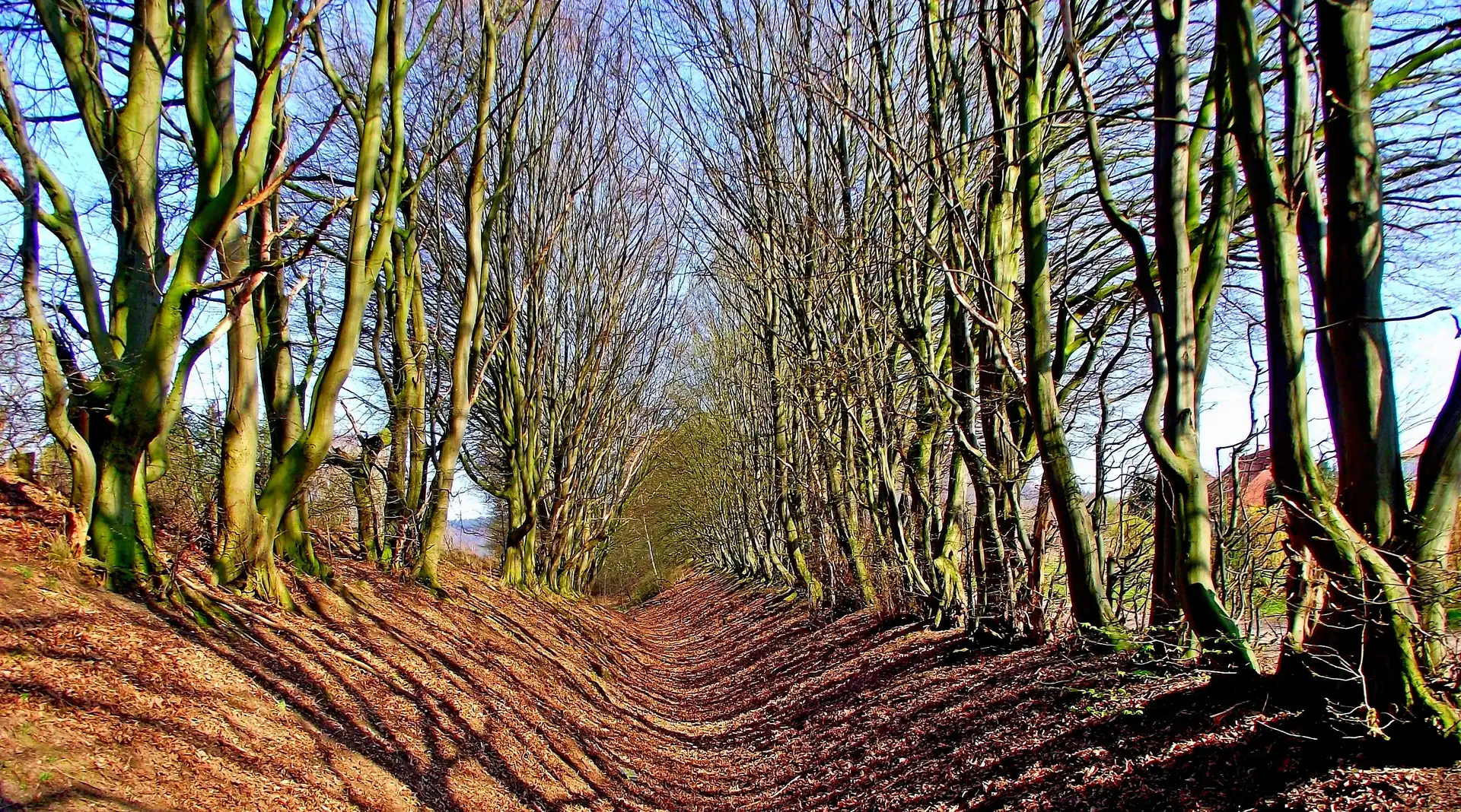 Rów, Drzewa